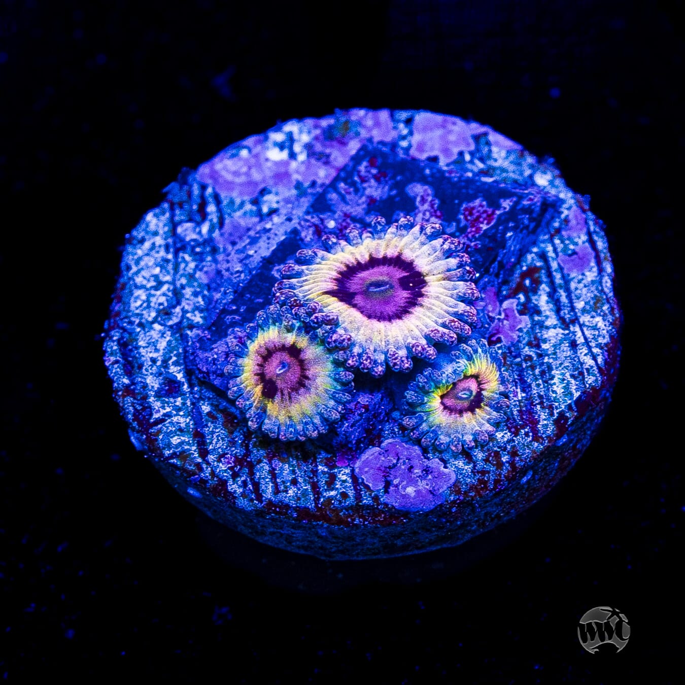 Queen Stratosphere Zoanthids