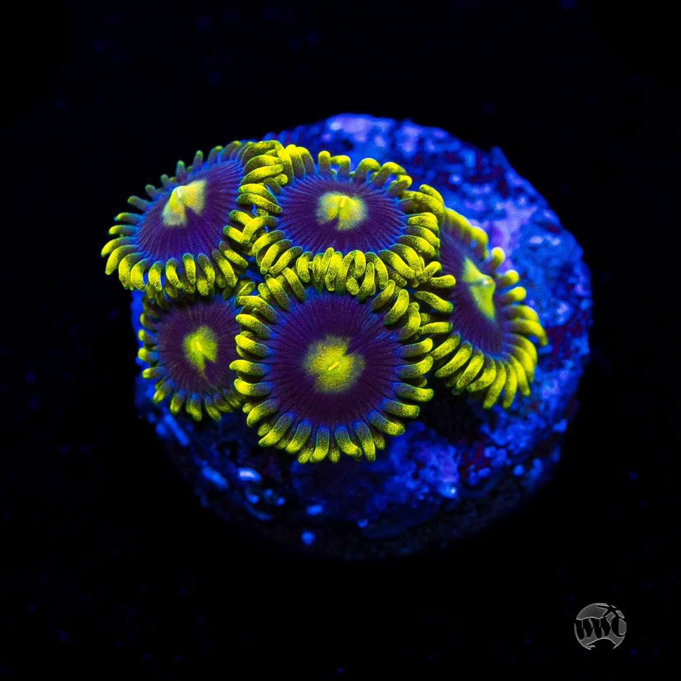 WWC Sunbeam Shuriken Zoanthids