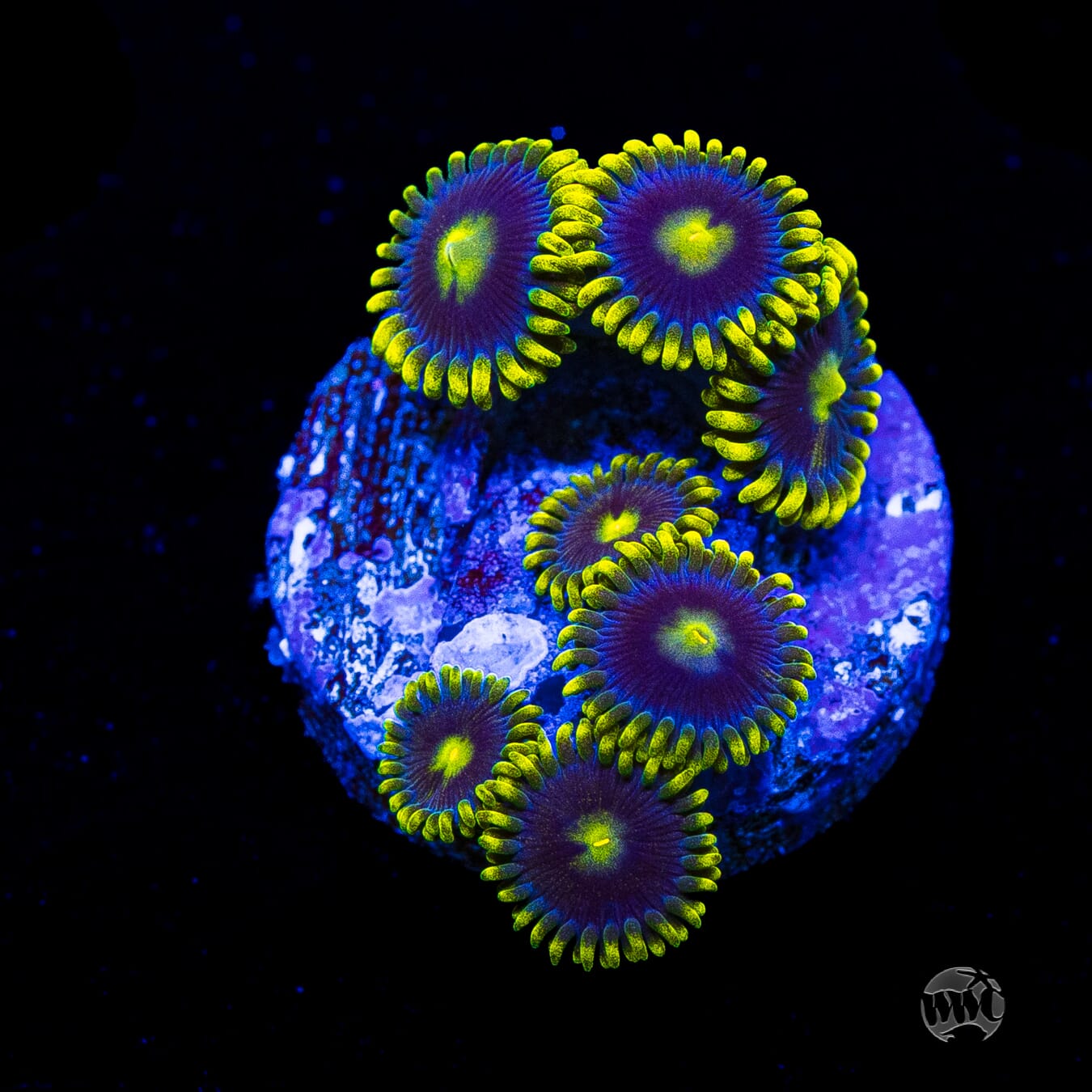 WWC Sunbeam Shuriken Zoanthids