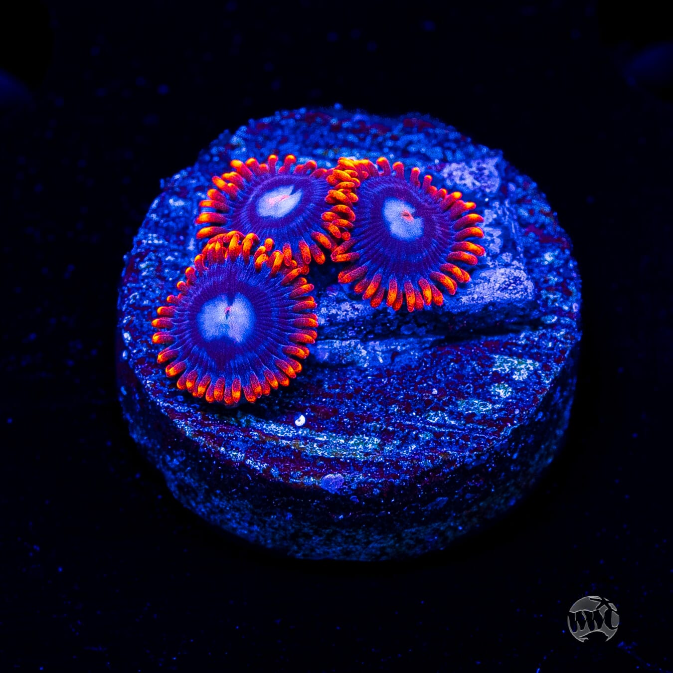 Red Ring Zoanthids