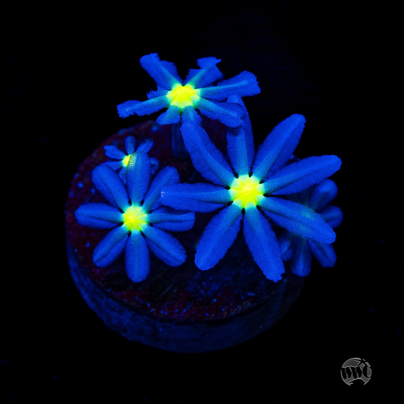 WWC Midnight Daisy Polyps