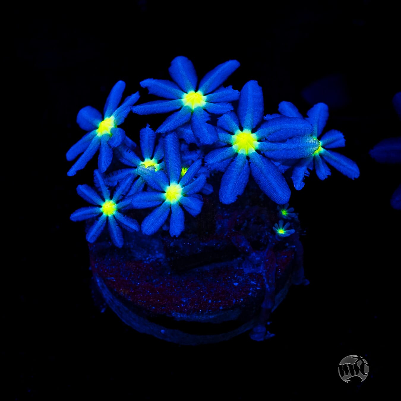 WWC Midnight Daisy Polyps