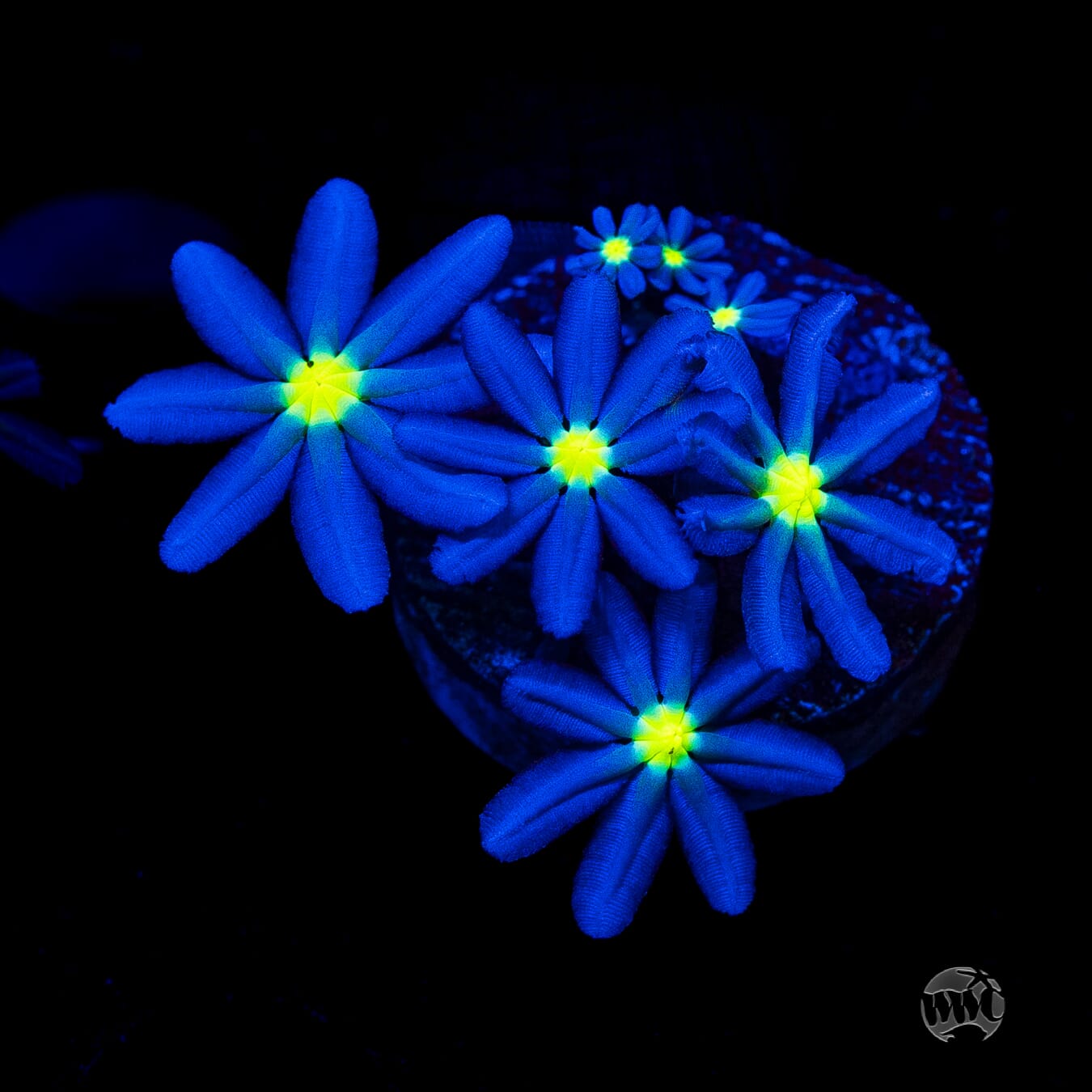 WWC Midnight Daisy Polyps