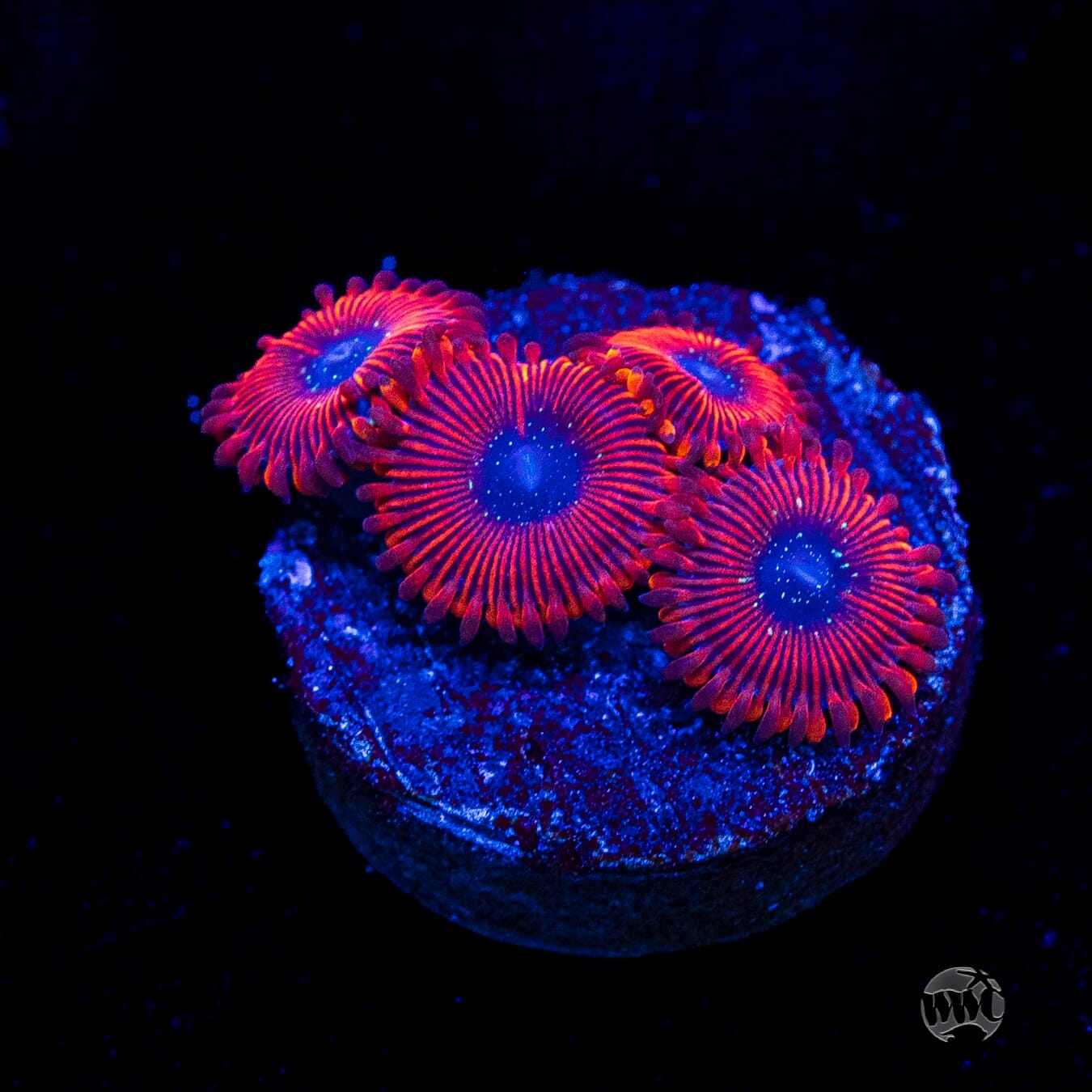 WWC Scarlet Wizard Zoanthids