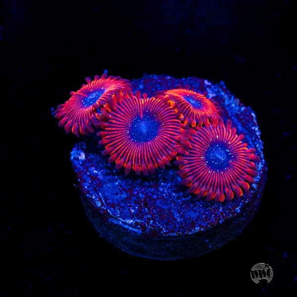 WWC Scarlet Wizard Zoanthids