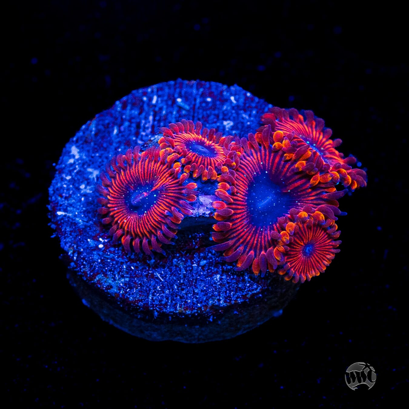 WWC Scarlet Wizard Zoanthids