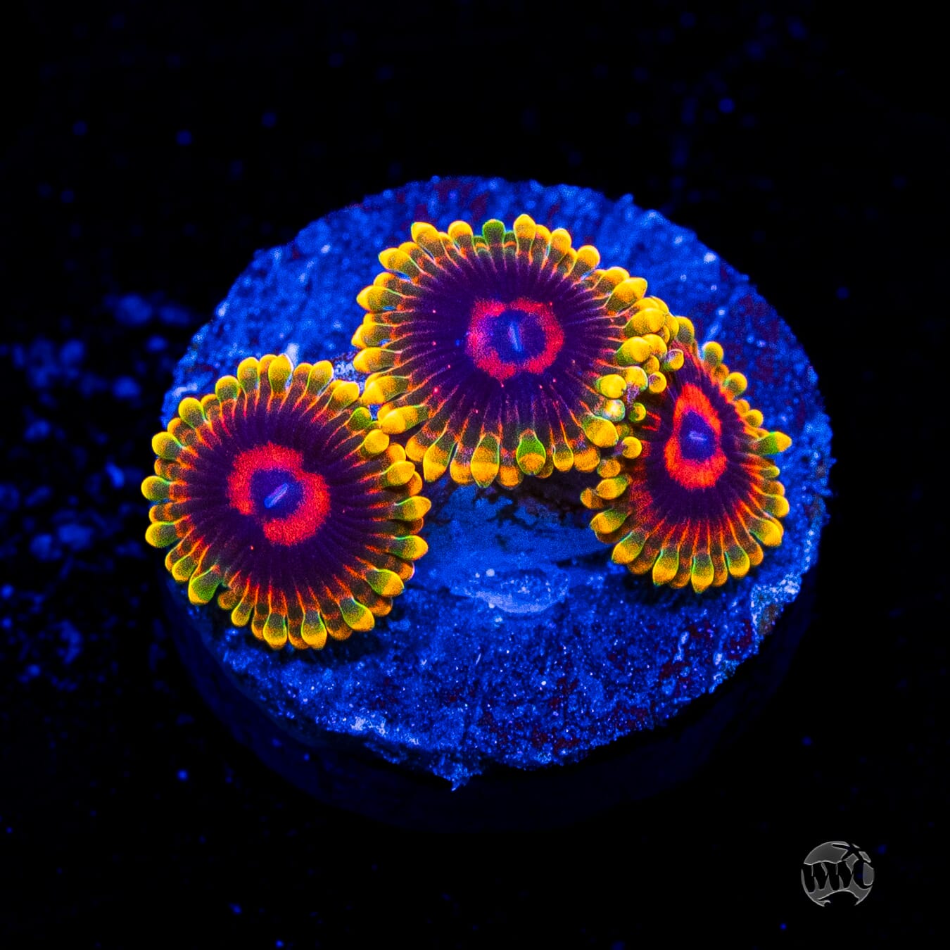 Mind Trick Zoanthids