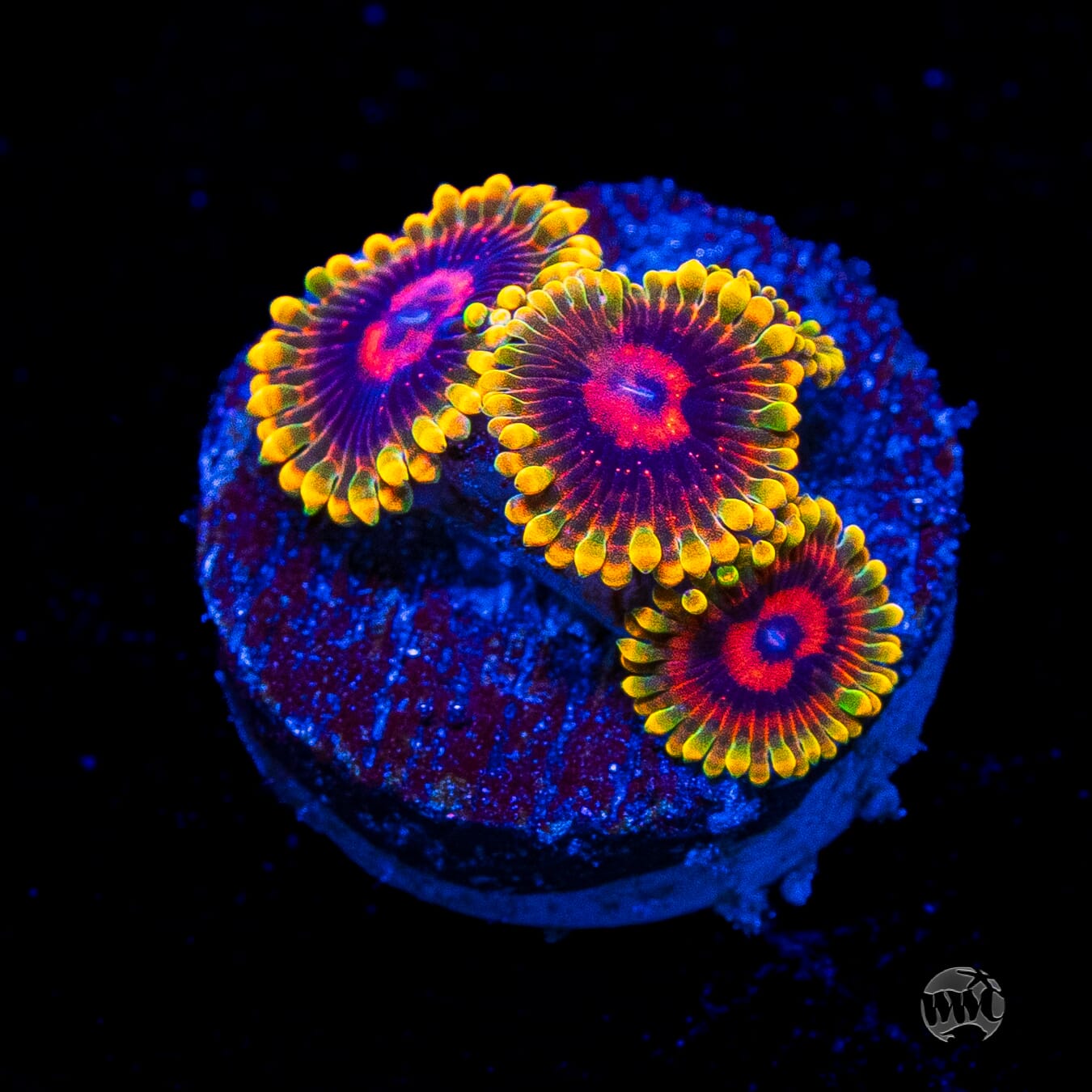 Mind Trick Zoanthids