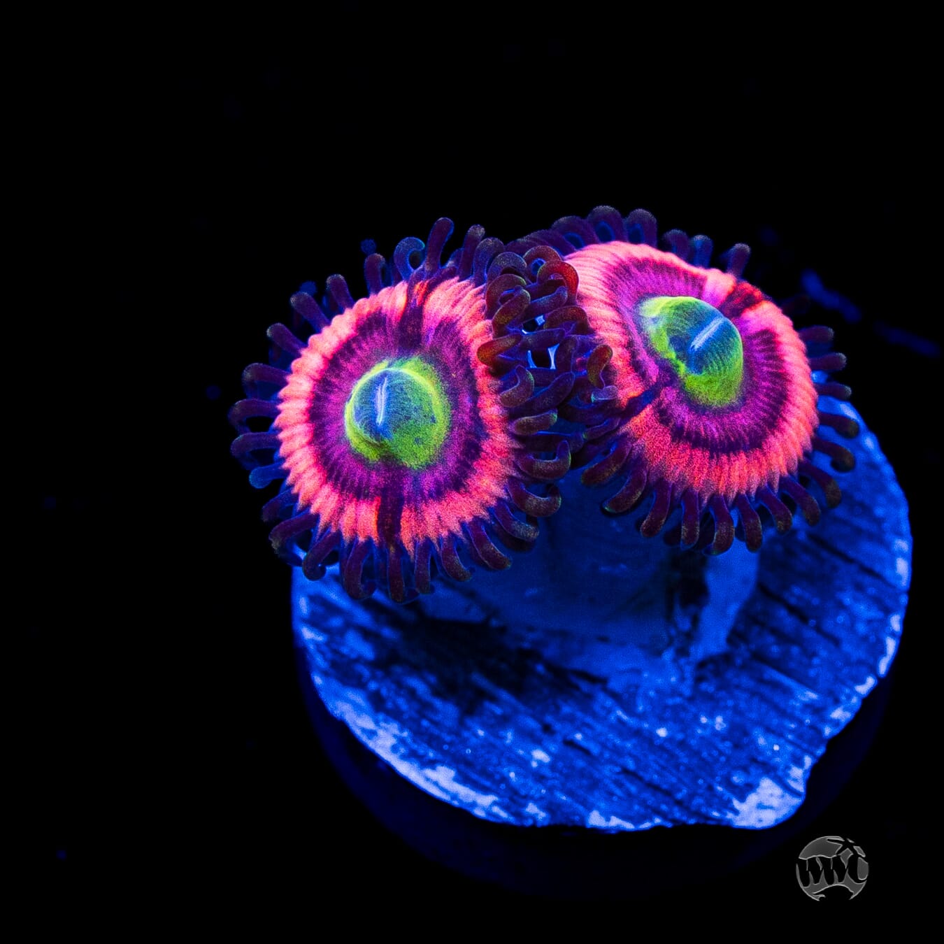 WWC Ultimate Bubblegum Pink Zoanthids