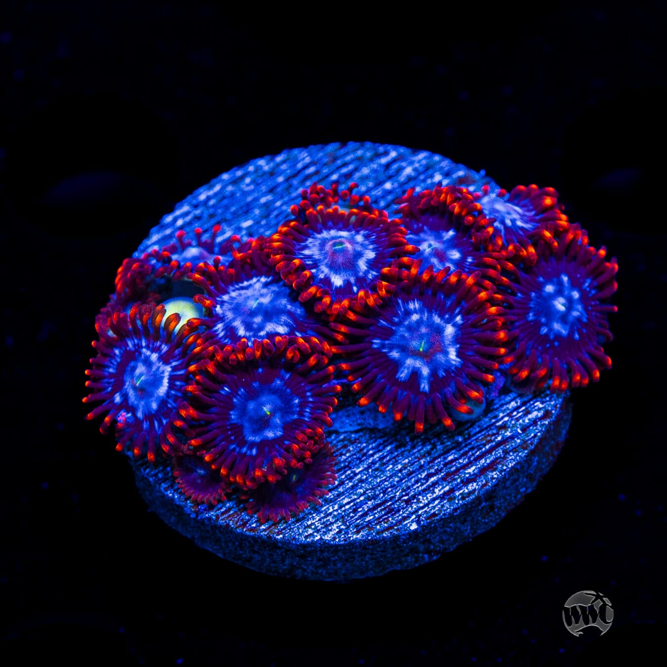 Fire and Ice Zoanthids