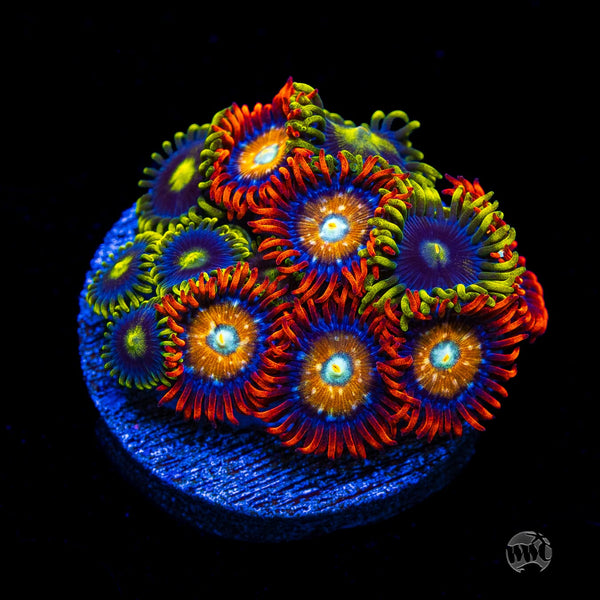 Combo WWC Blondies and Sunbeam Shuriken Zoanthids