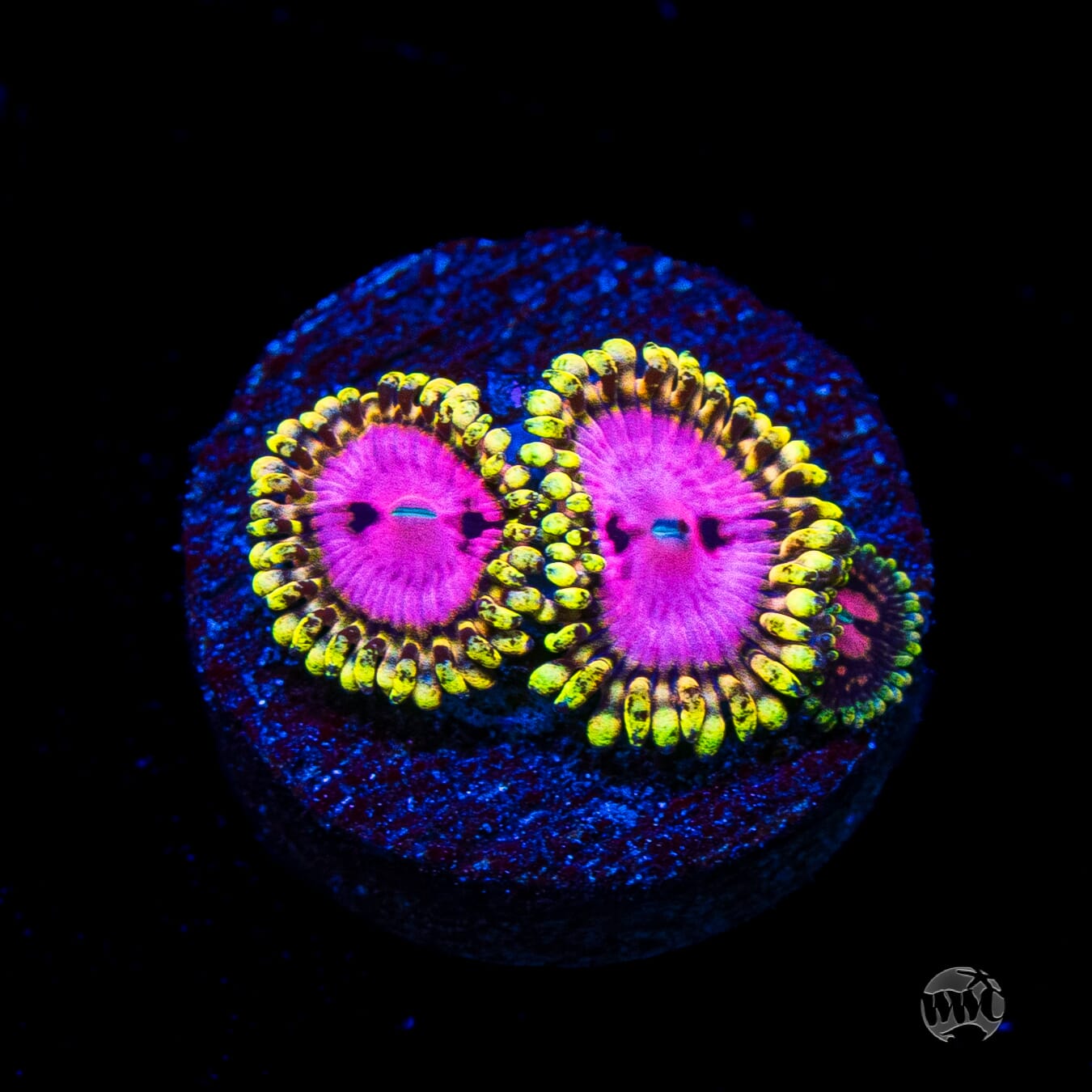 RR Pink Diamond Zoanthids
