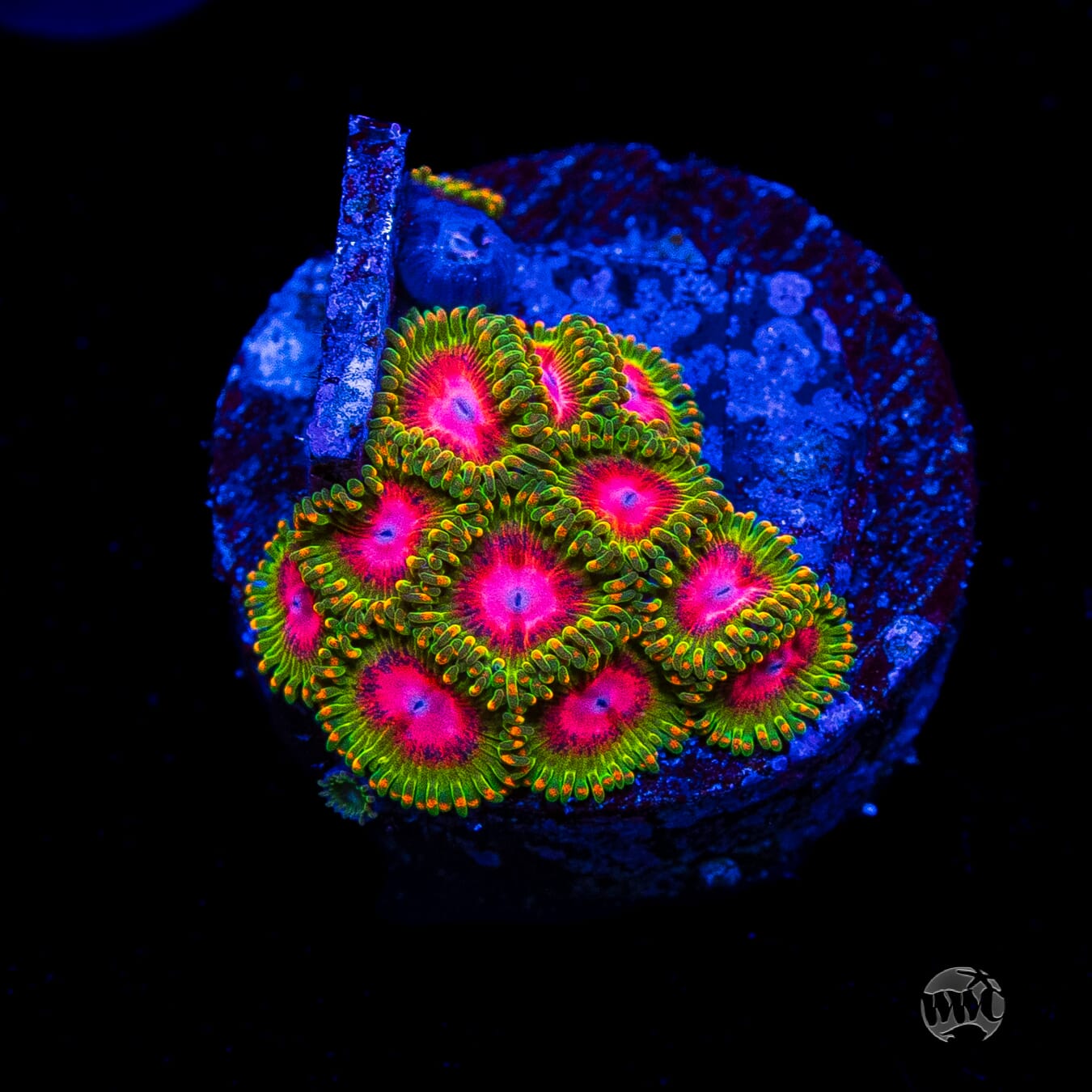 Awesome Blossom Zoanthids