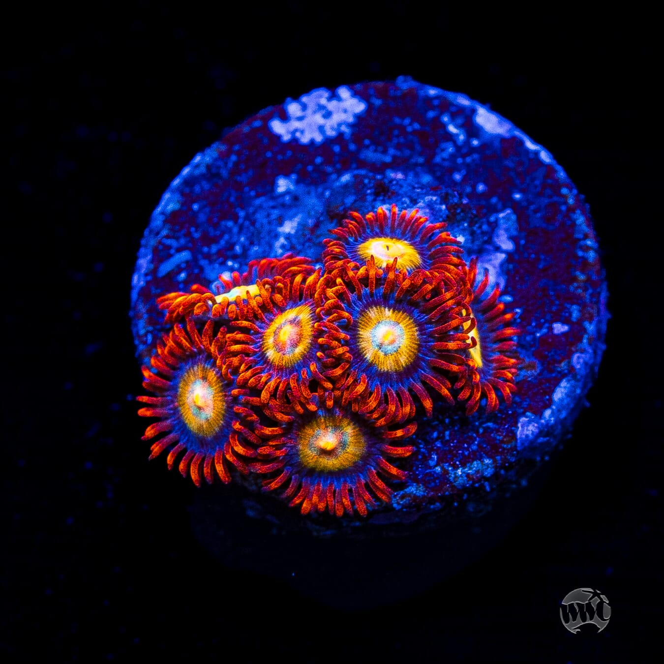 WWC Blondies Zoanthids