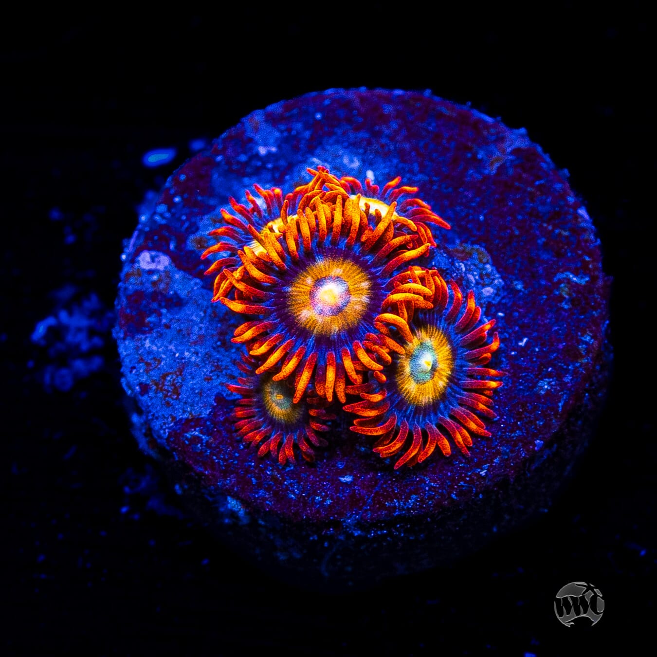 WWC Blondies Zoanthids