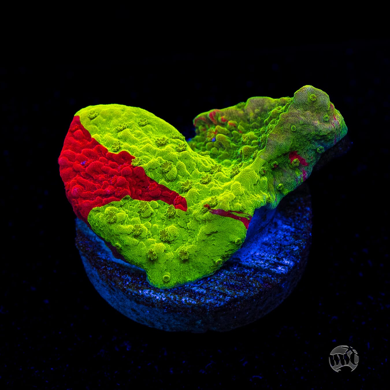 WWC Triple Threat Grafted Montipora