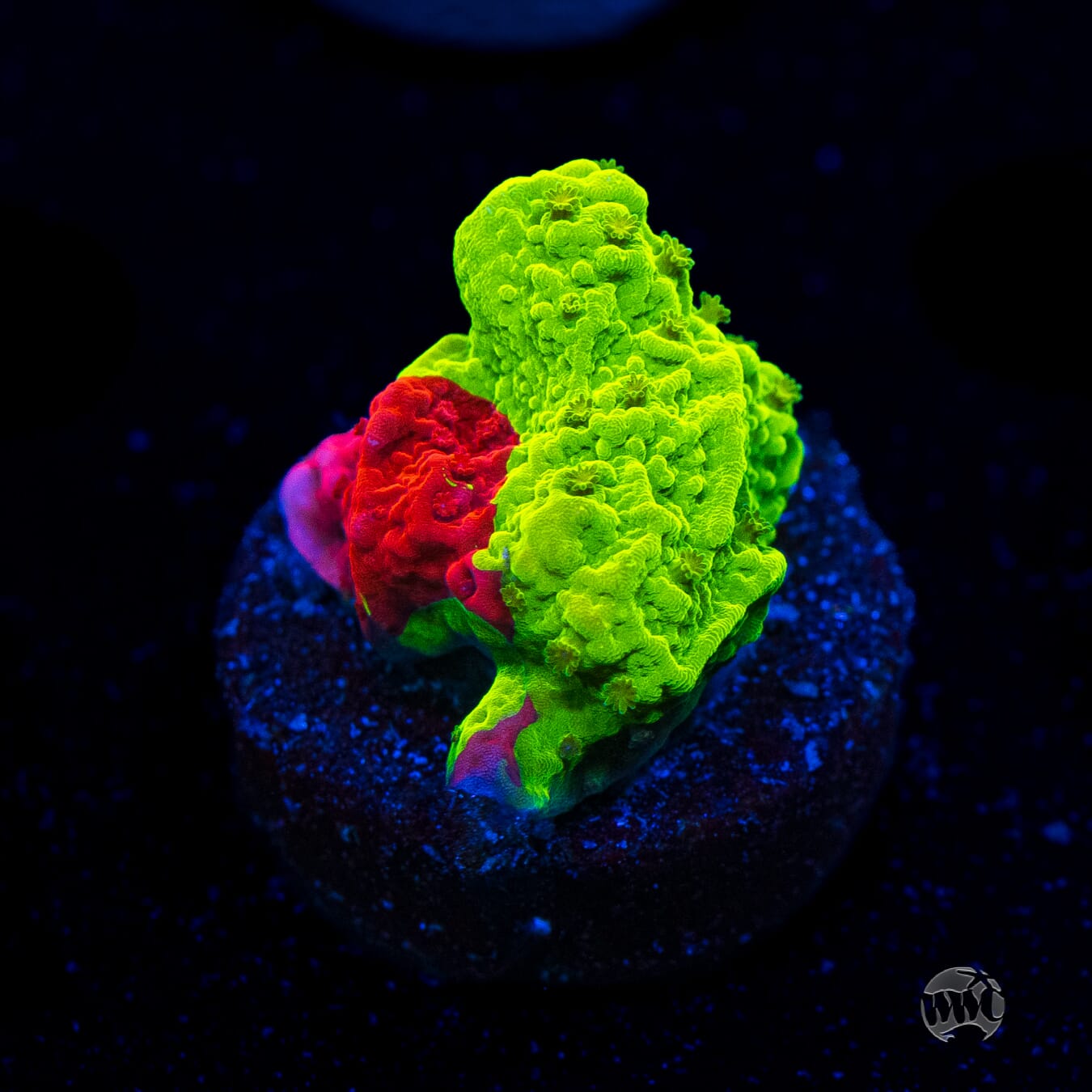WWC Jaw Breaker Grafted Montipora
