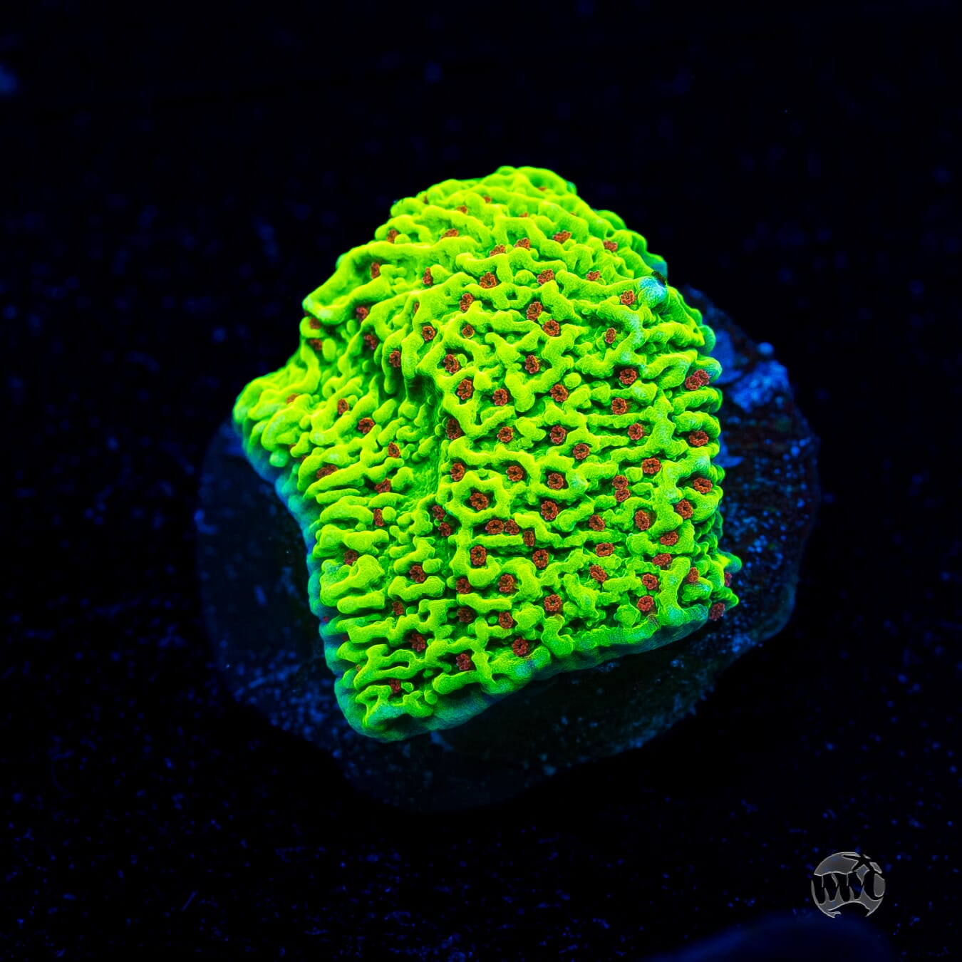 WWC Cousin Eddie's Toxic Montipora