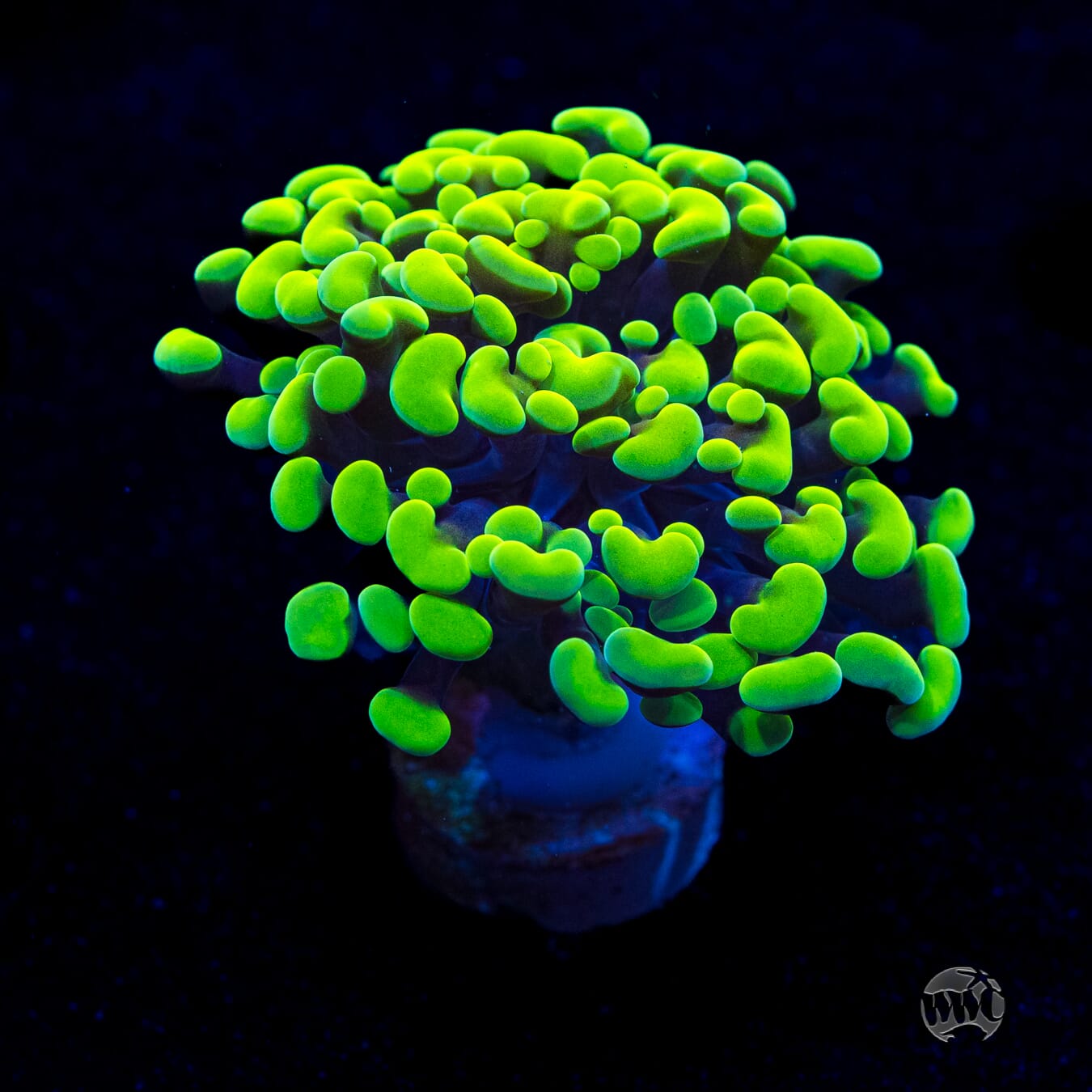 Neon Branching Hammer