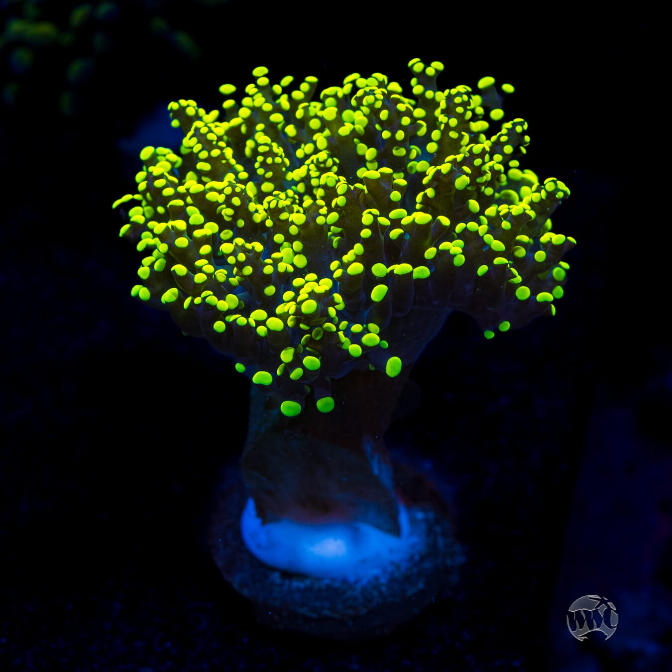 Glowbug Branching Frogspawn