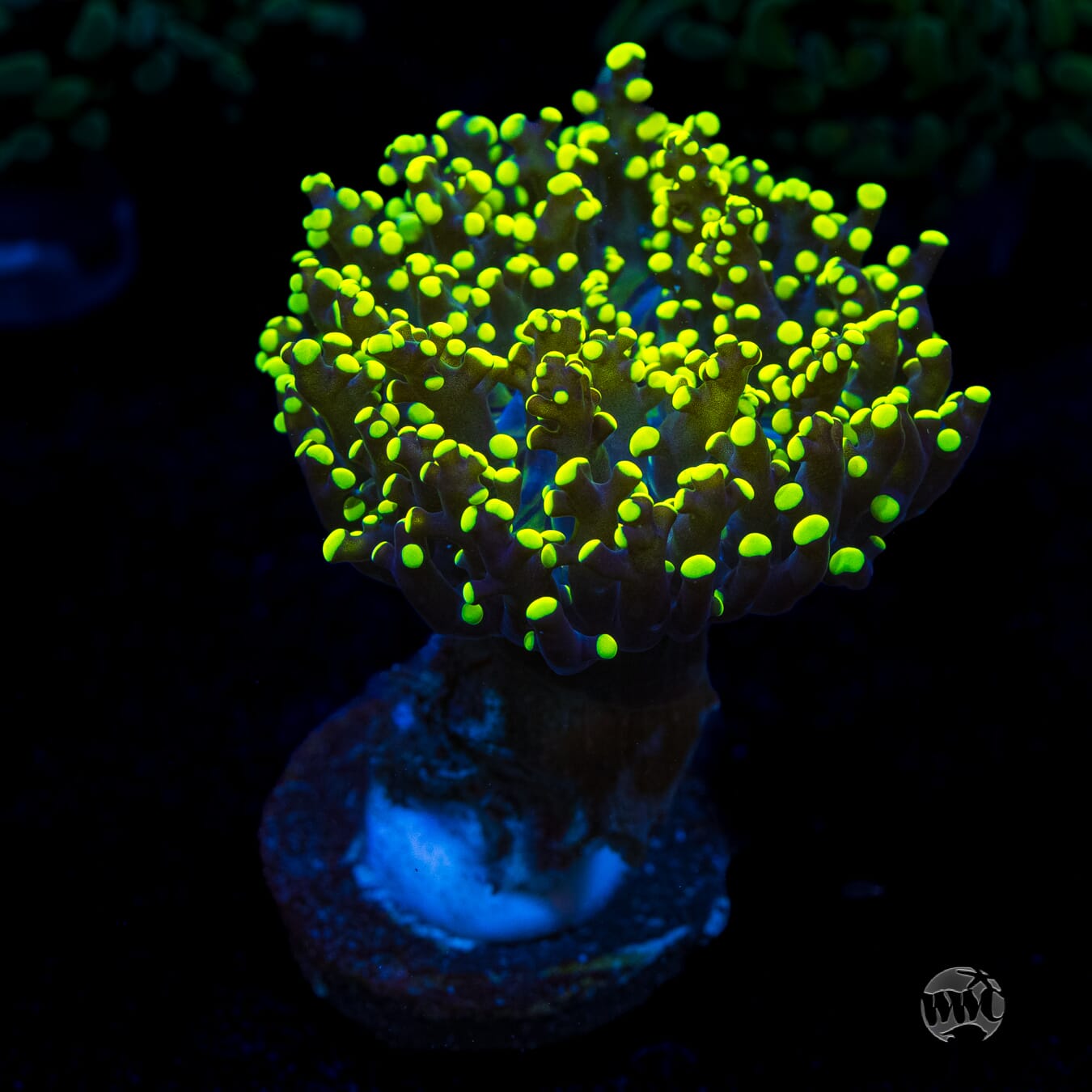 Glowbug Branching Frogspawn