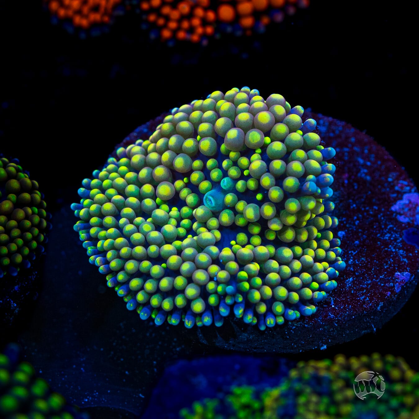 Peachy Keen Ricordea Mushroom