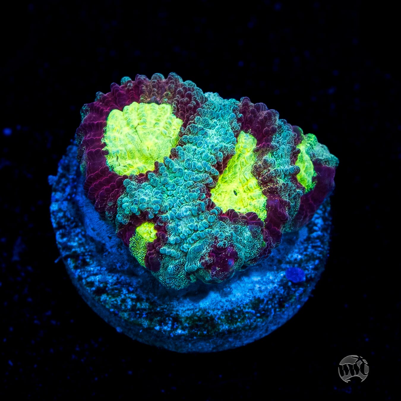 WWC All Star Favia Coral