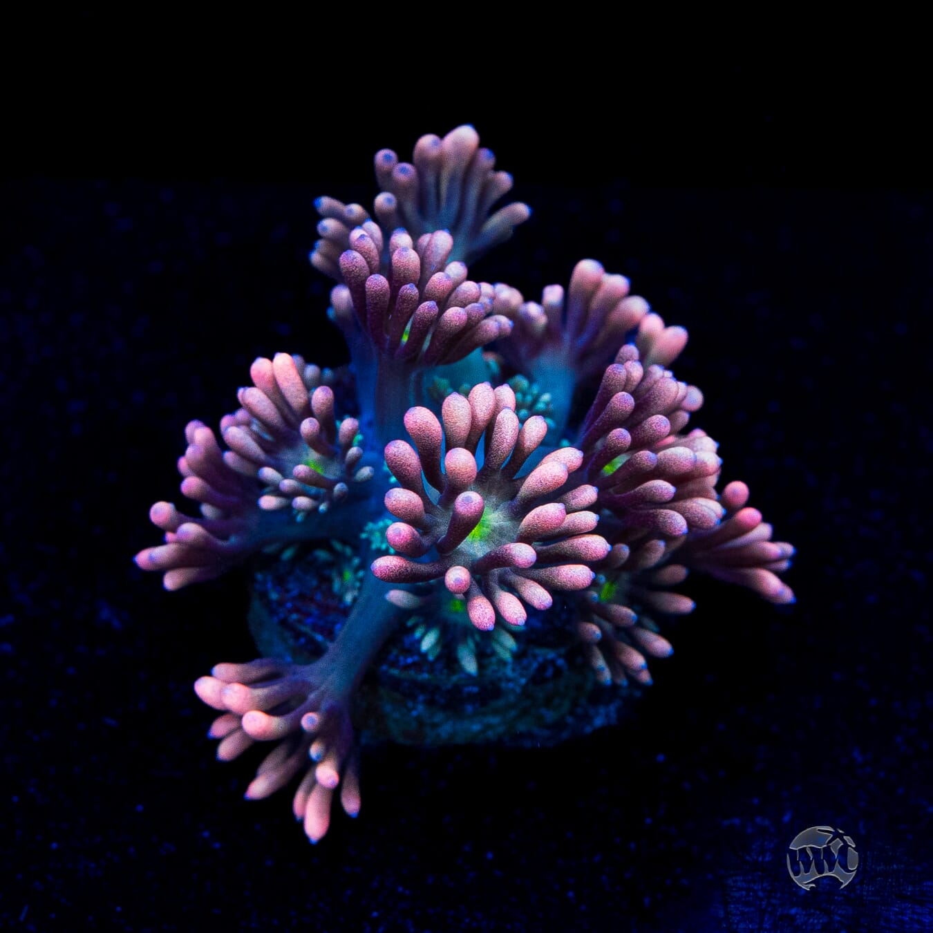 WWC Bay Watch Goniopora