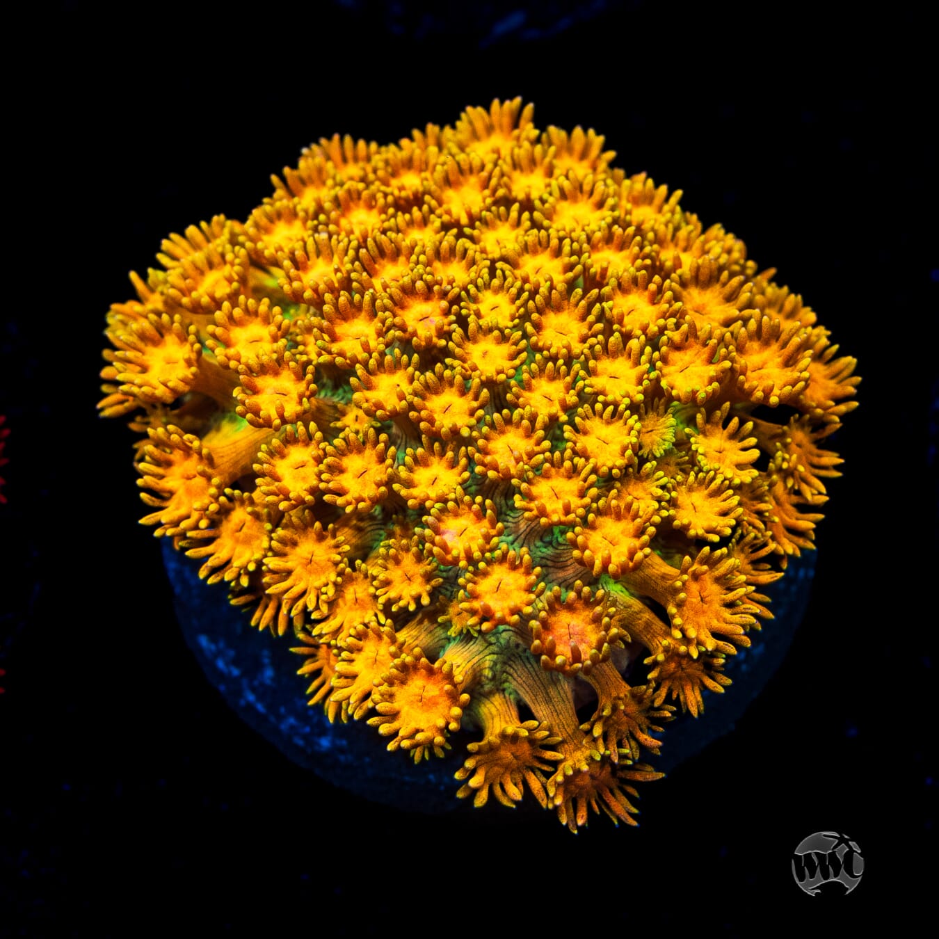 Mango Blaster Goniopora