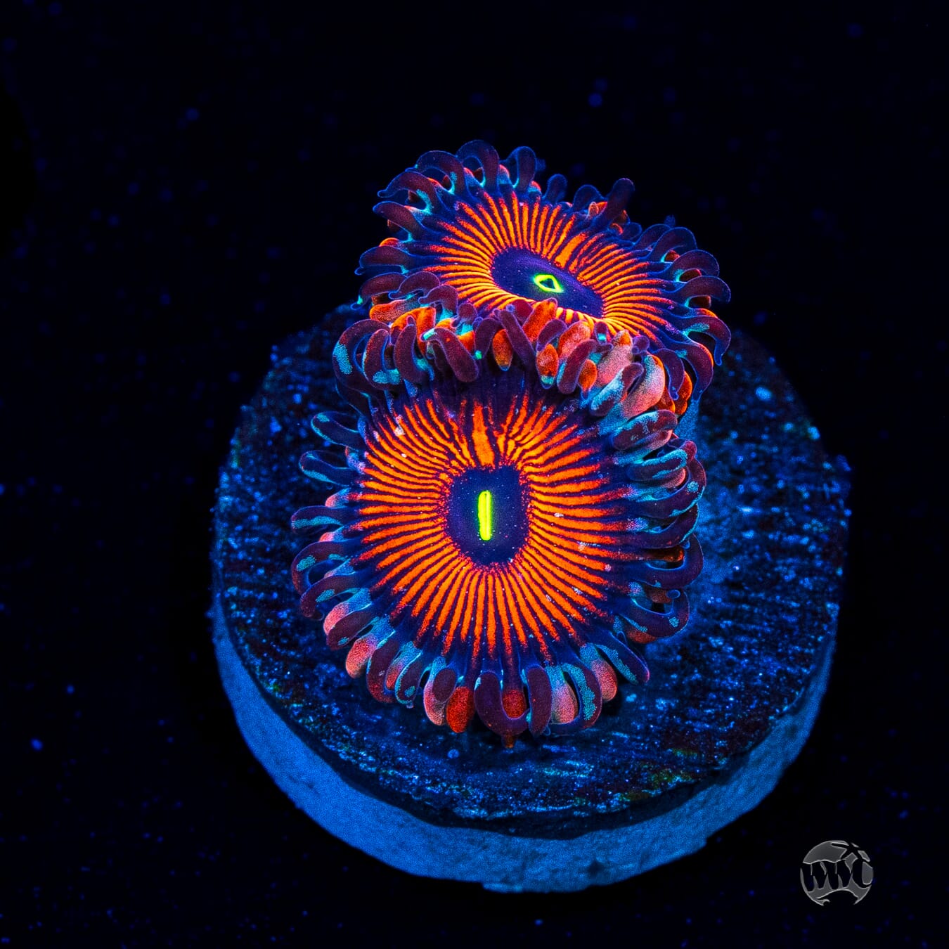 Seduction Zoanthids