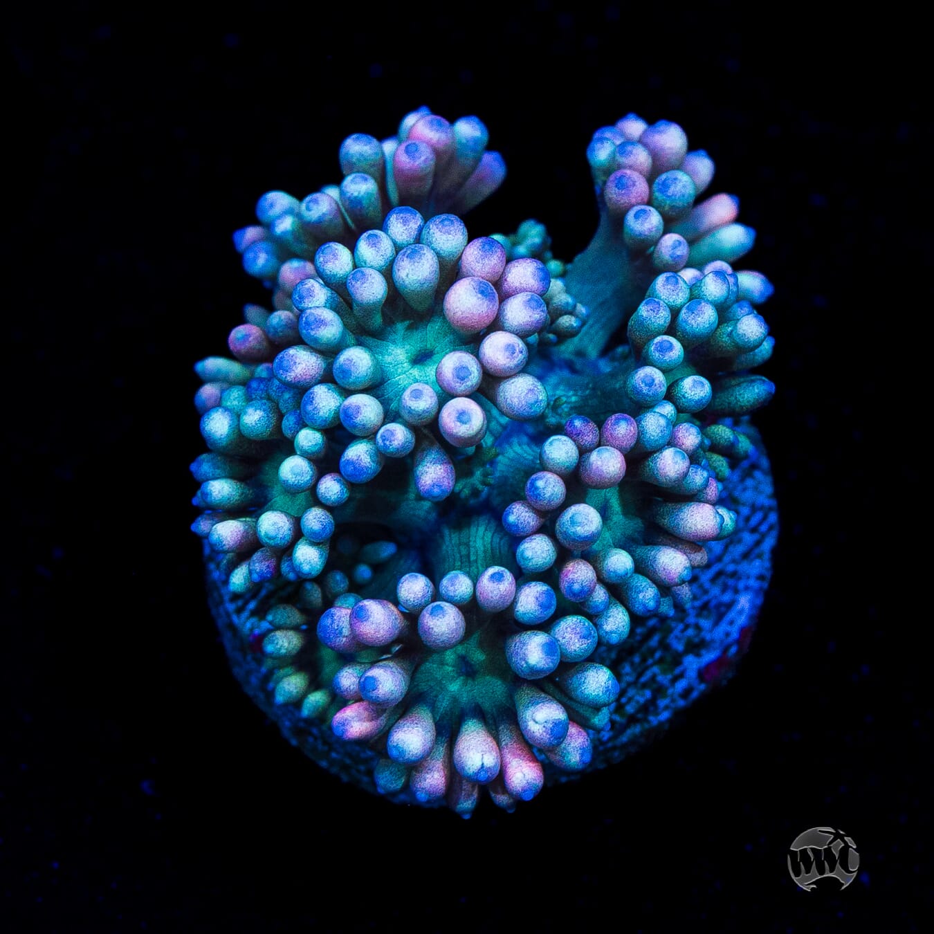 WWC Soursop Goniopora