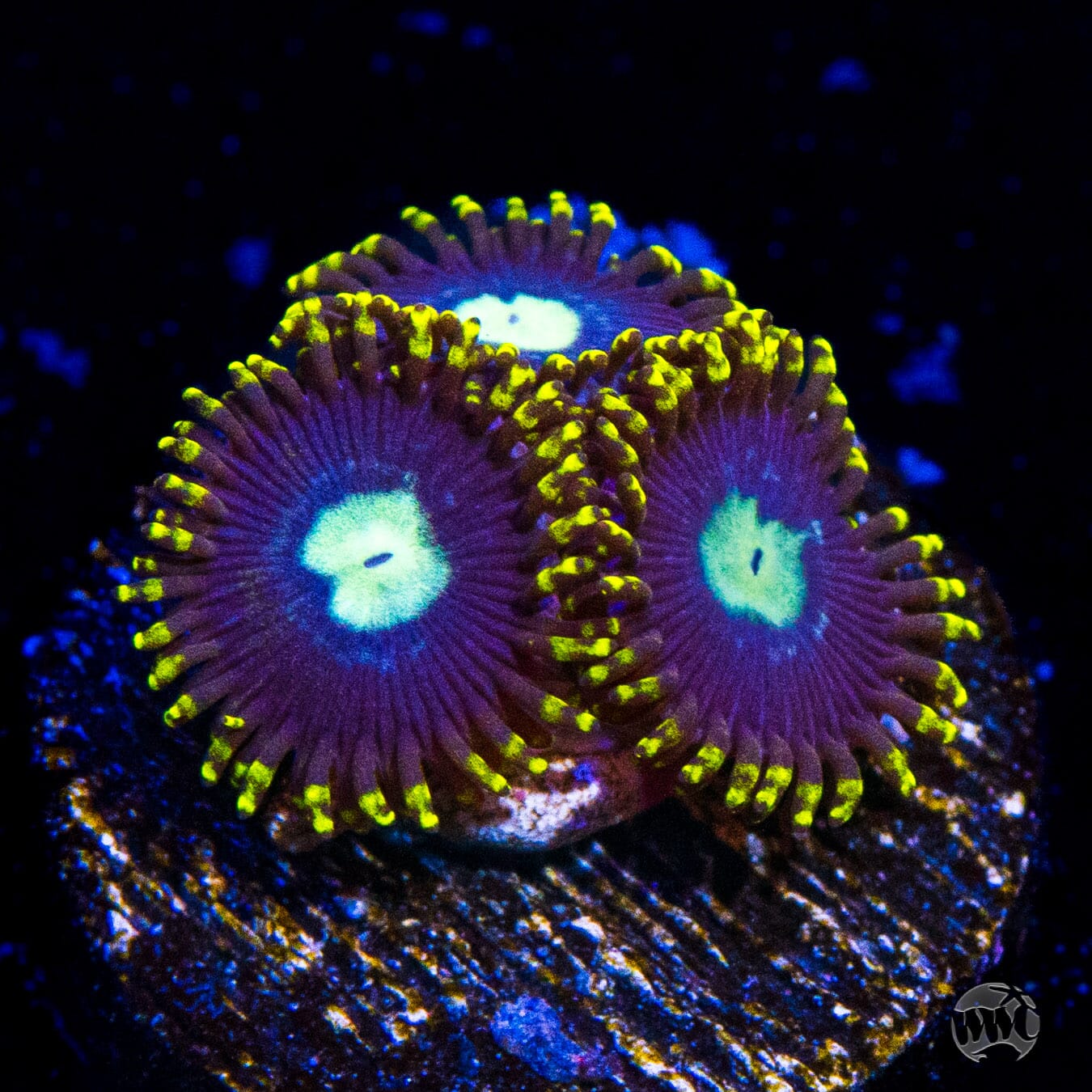 WWC Crown Royal Zoanthids