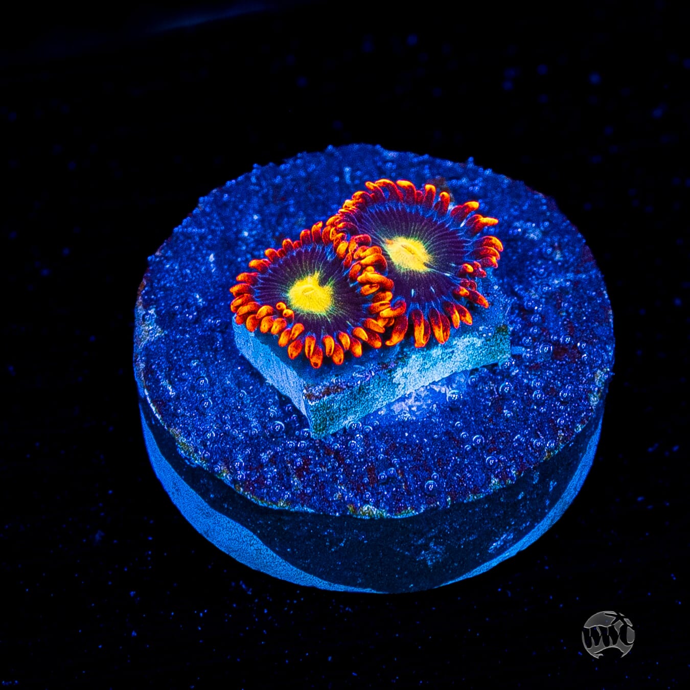 WWC Mandarin Monster Zoanthids