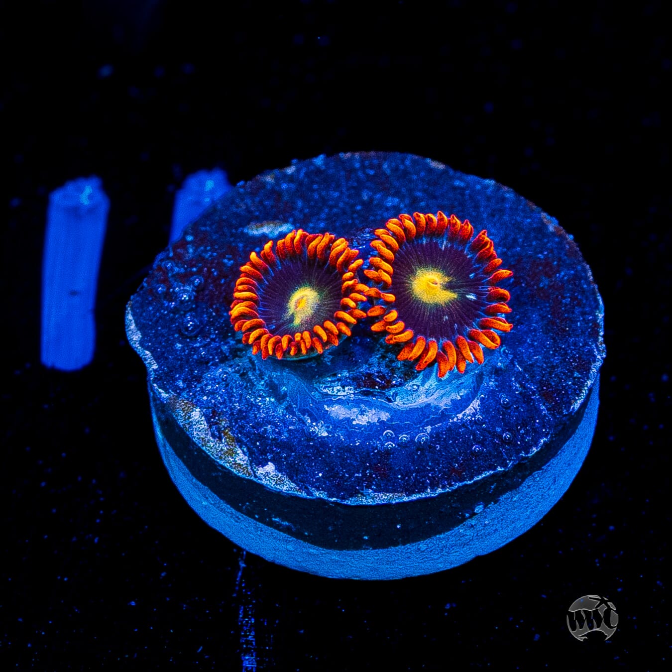 WWC Mandarin Monster Zoanthids
