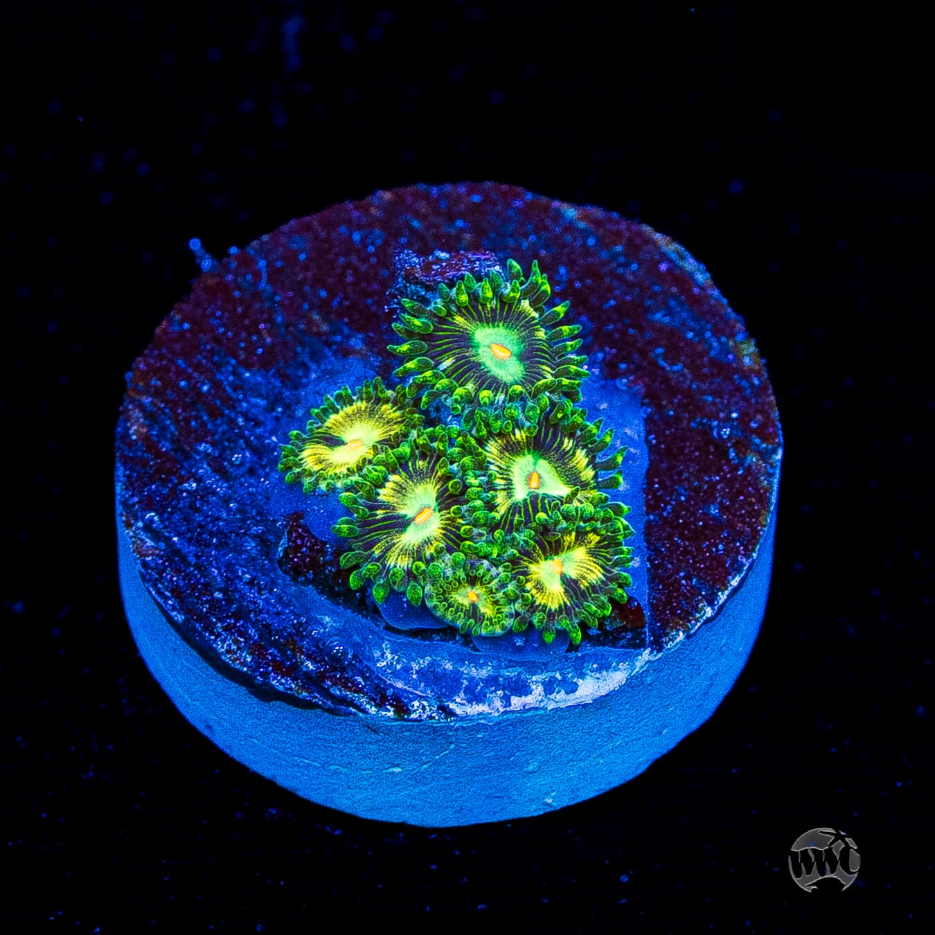 WWC Emerald Nightmare Zoanthids