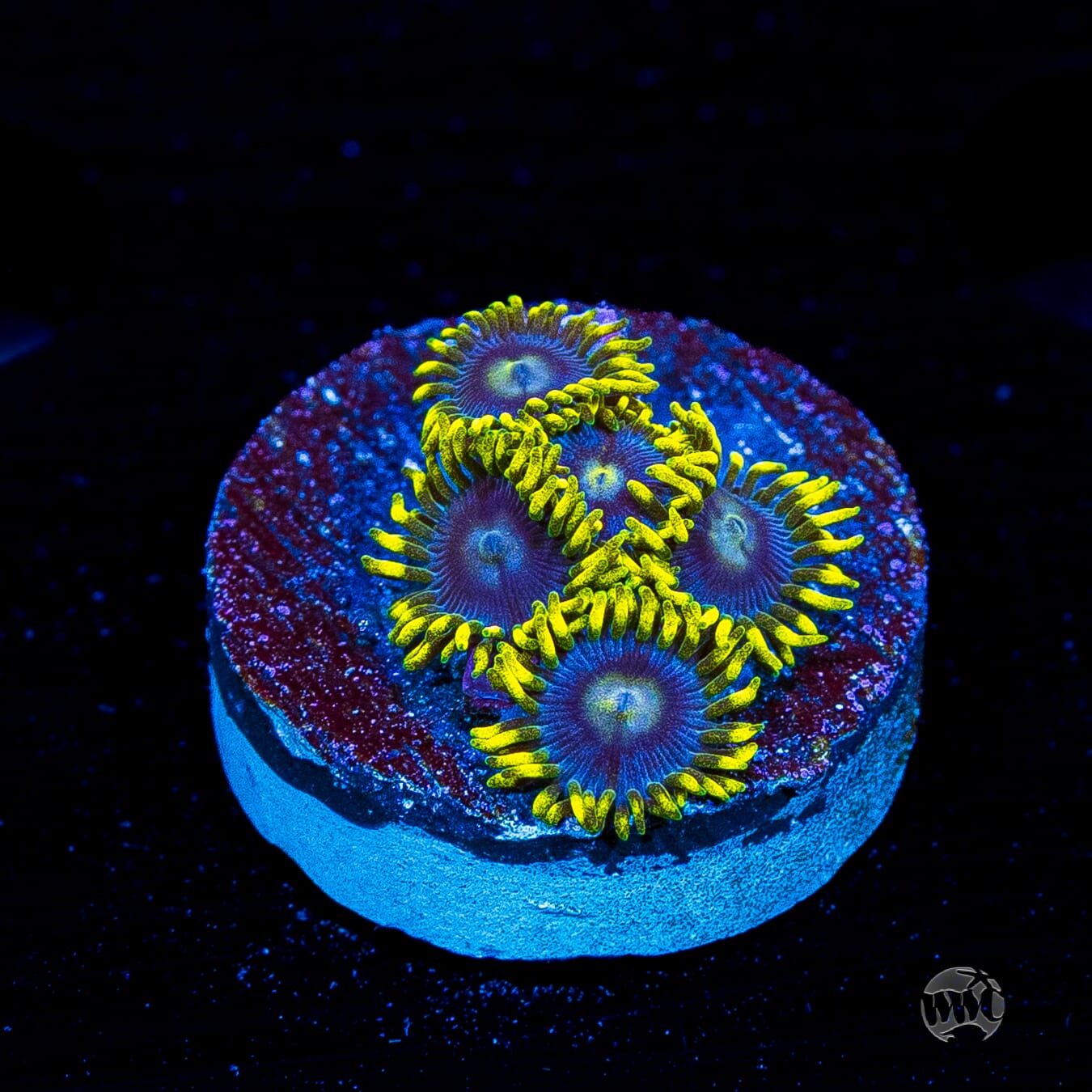WWC Sunbeam Shuriken Zoanthids