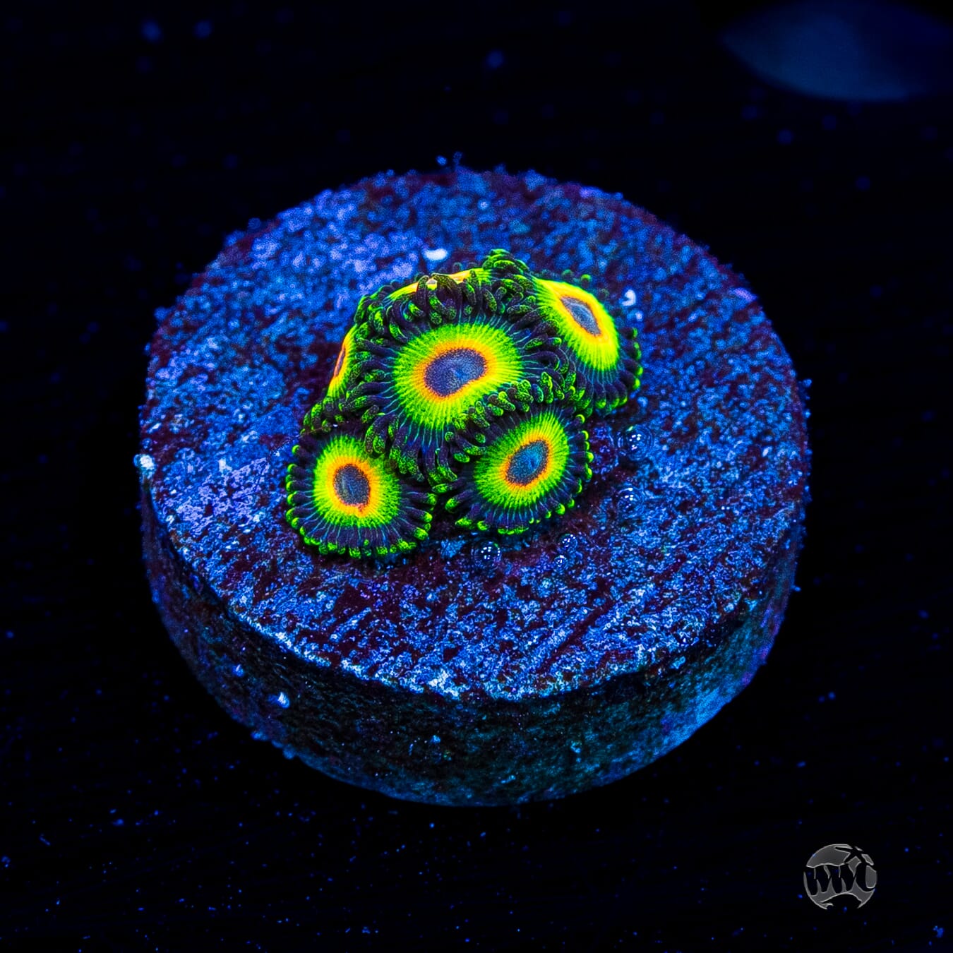 WWC Island Time Zoanthids