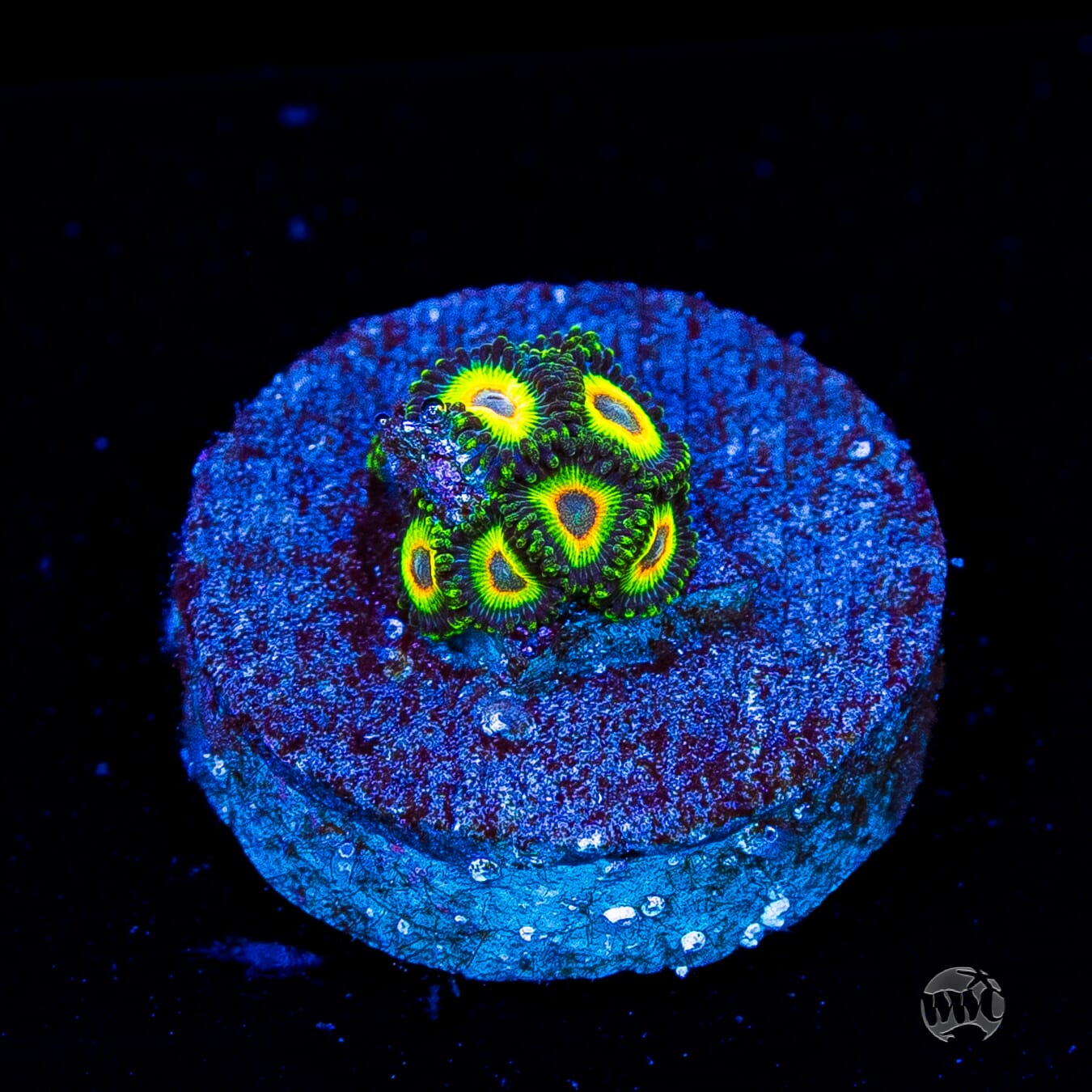 WWC Island Time Zoanthids