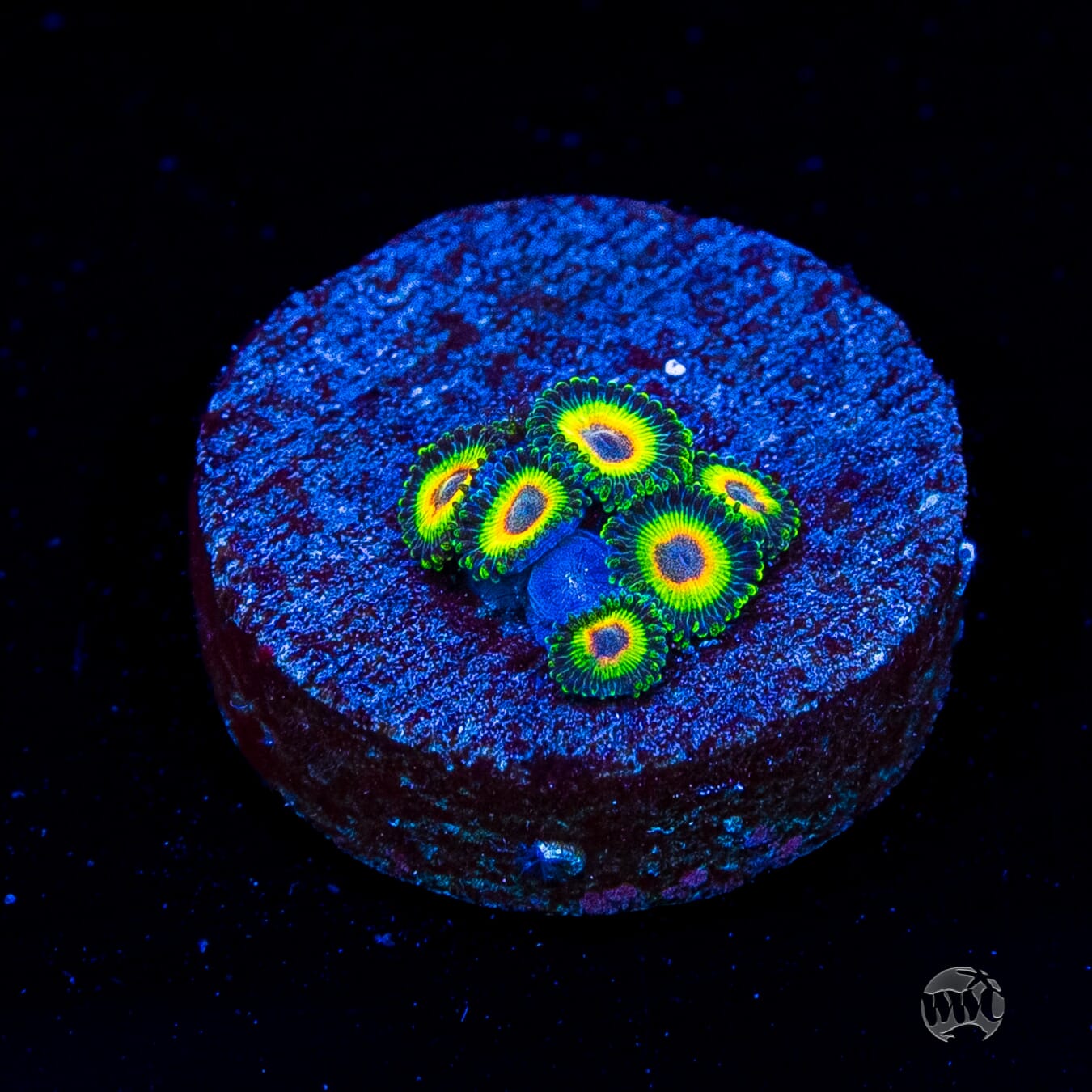 WWC Island Time Zoanthids