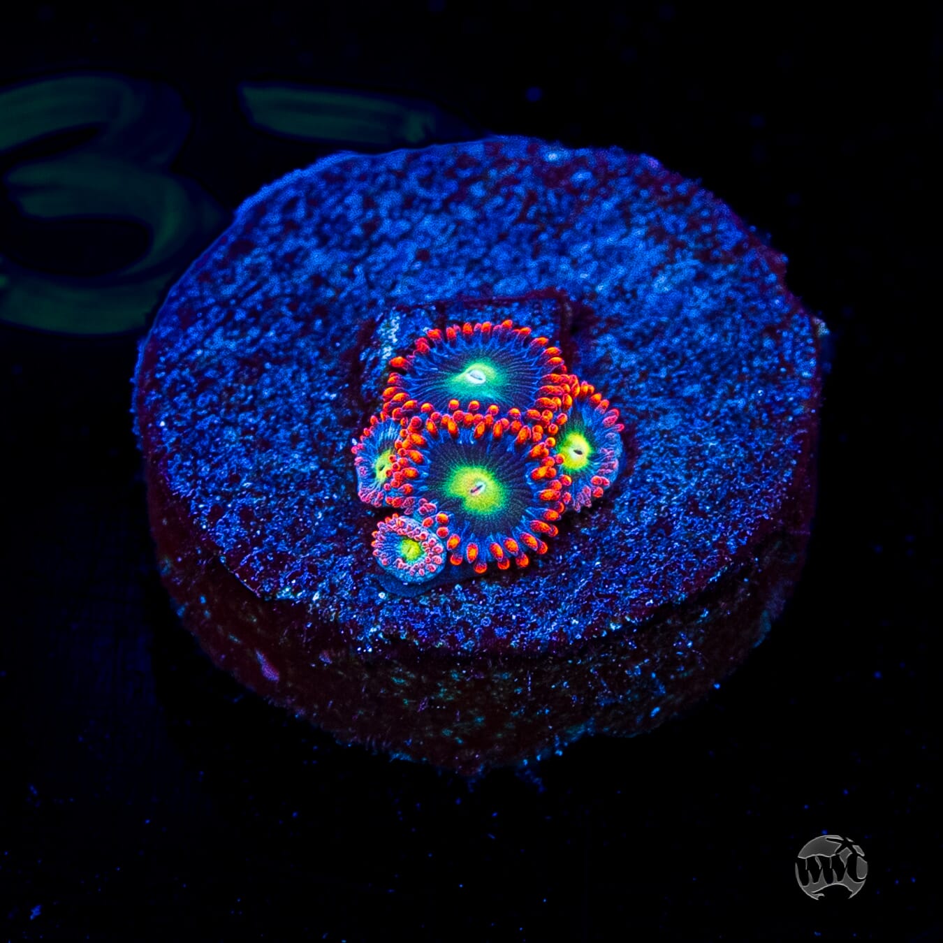 Monster Mash Zoanthids