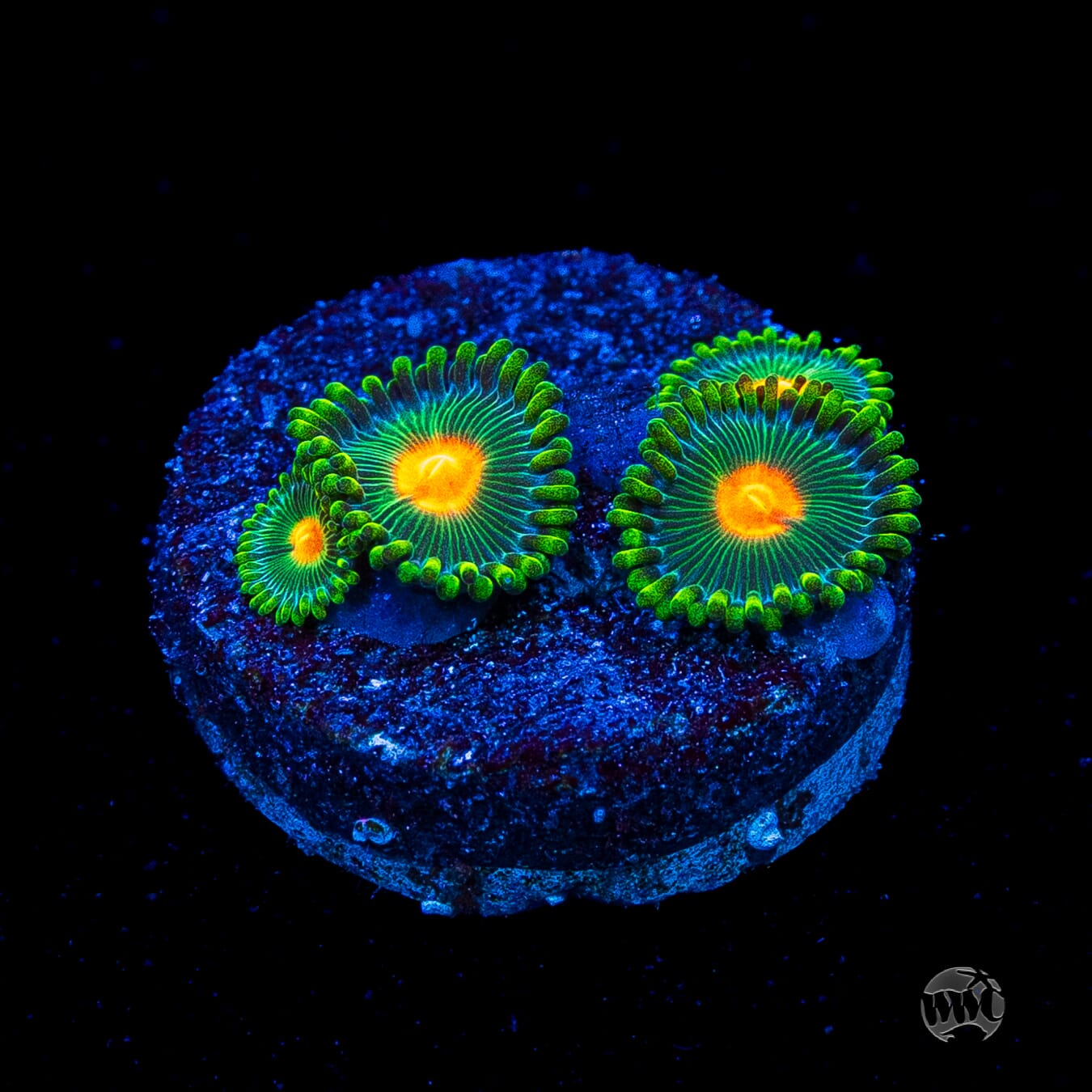 WWC Campfire Zoanthids