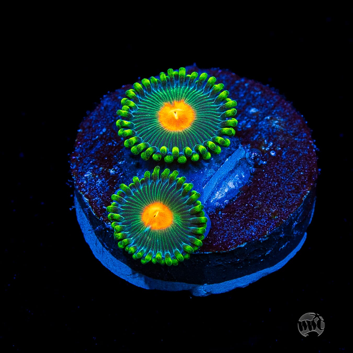 WWC Campfire Zoanthids