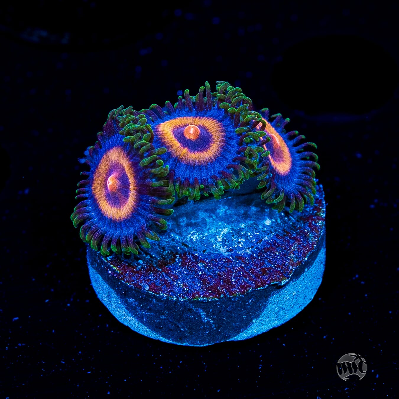 Supergirls Zoanthids
