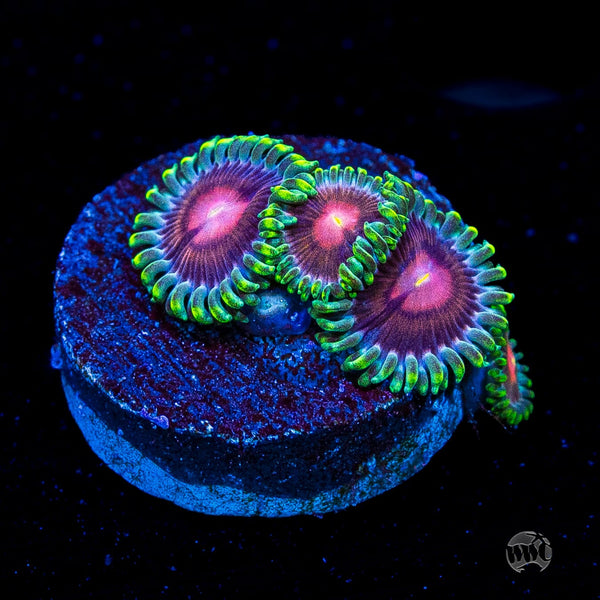 WWC Lucky Kentucky Zoanthids