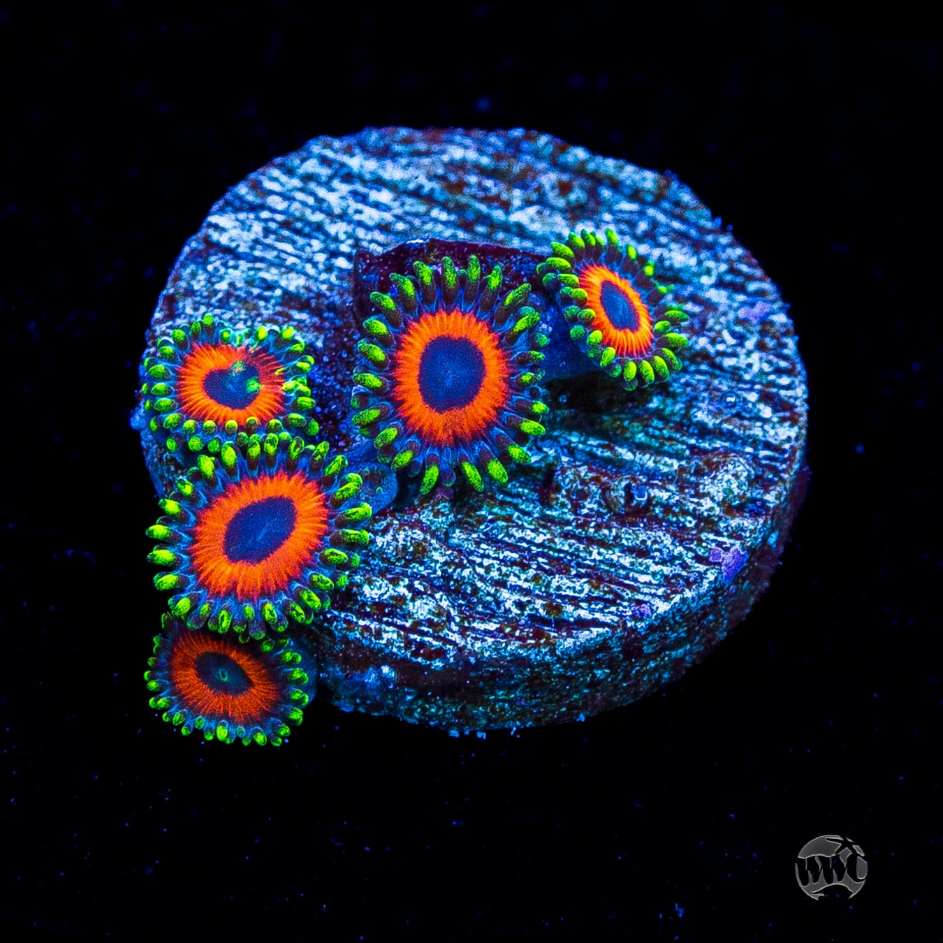 Whammin Watermelon Zoanthids