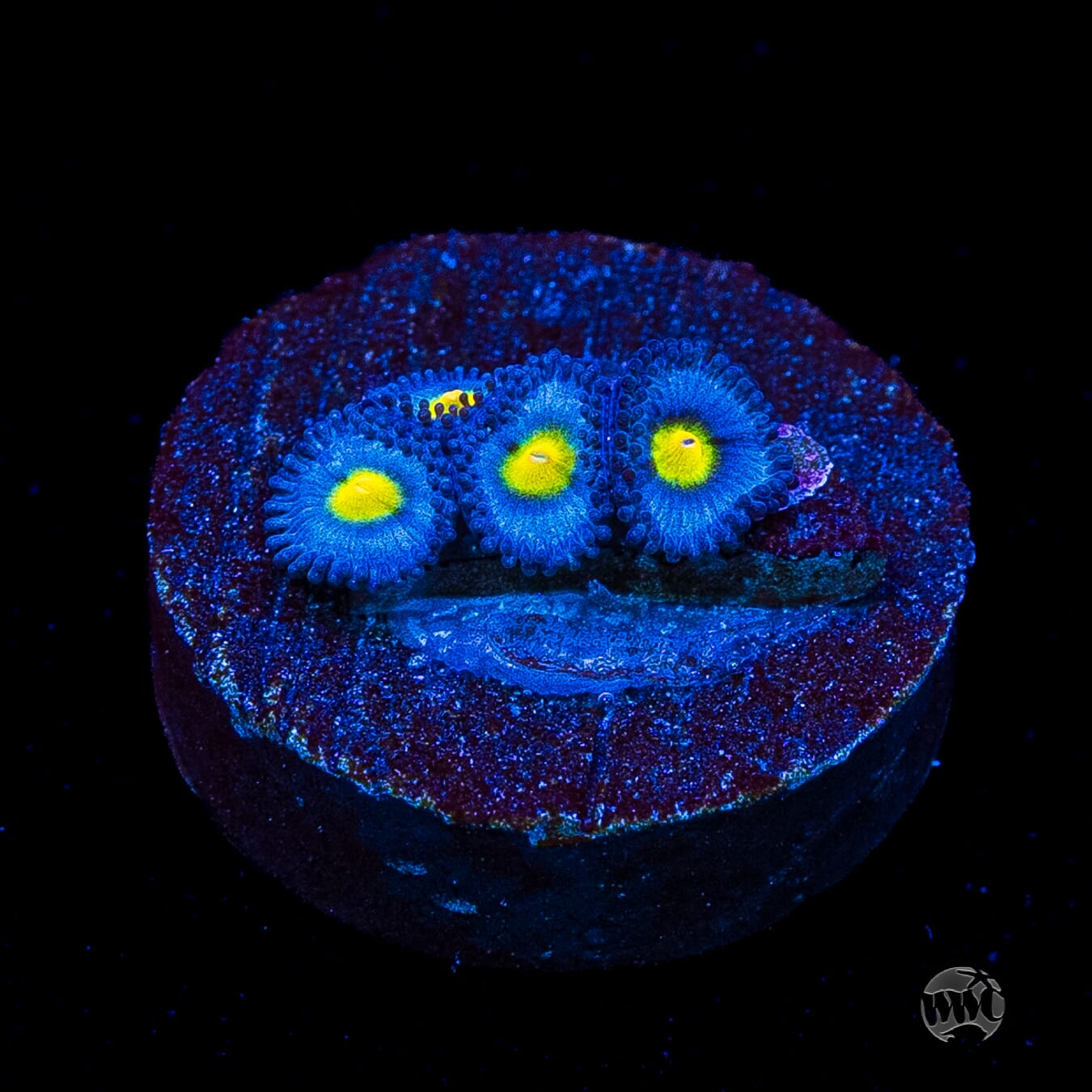 WWC AOI Zoanthids