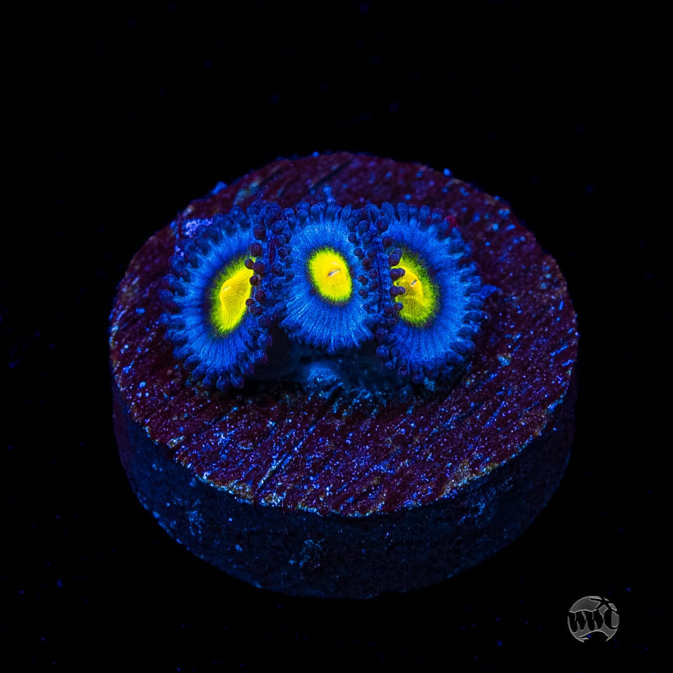 WWC AOI Zoanthids