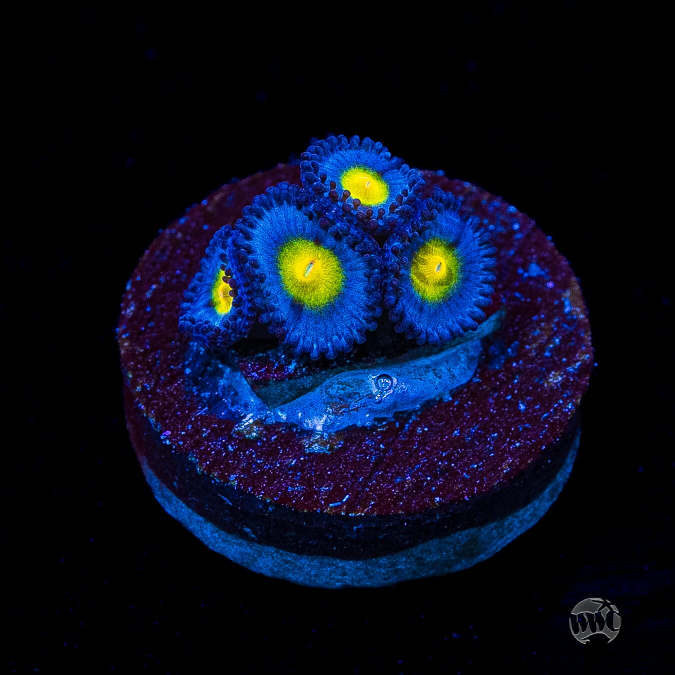 WWC AOI Zoanthids