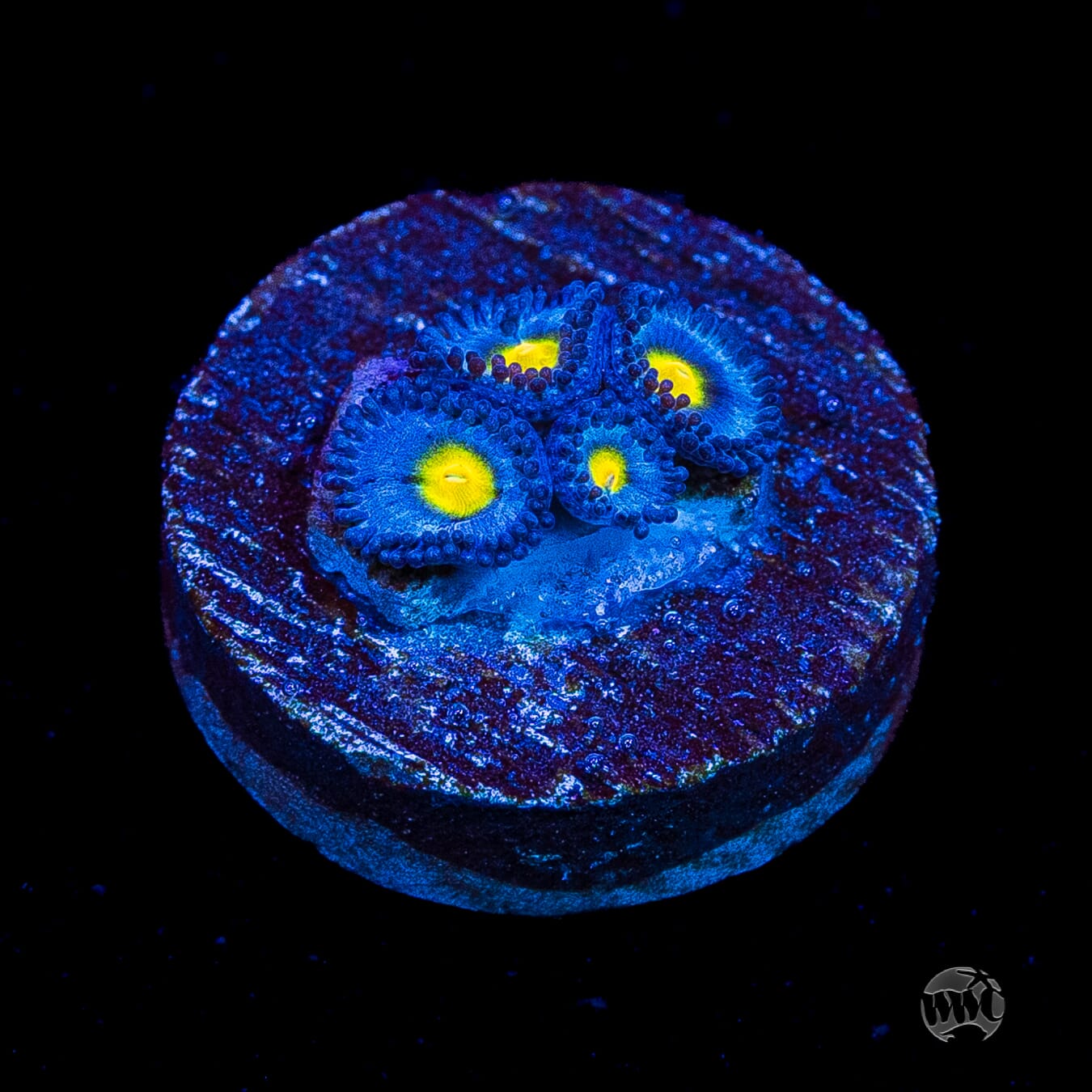 WWC AOI Zoanthids