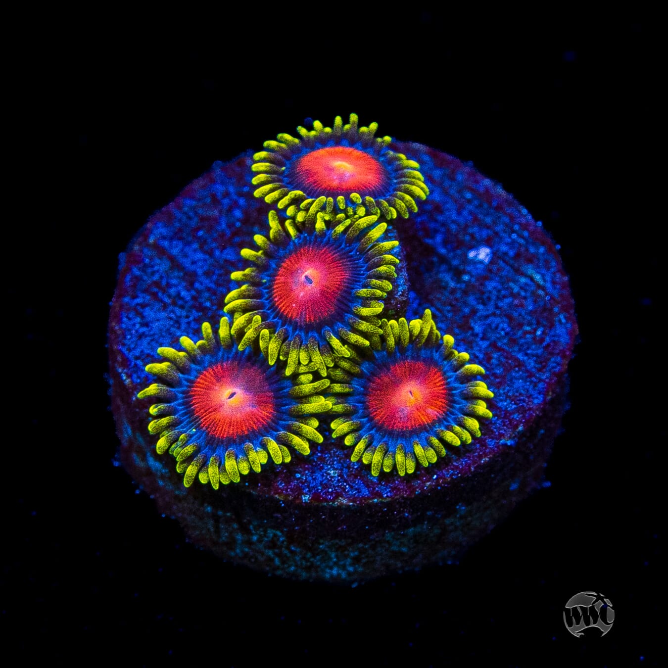 WWC Rising Sun Zoanthids